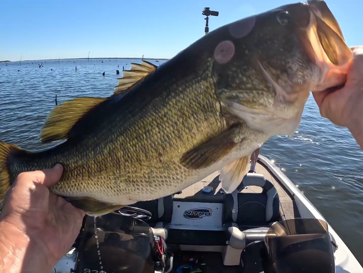 Austin Neary fishing report for Lake Fork in Texas