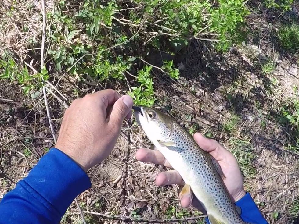 Austin Neary fishing report for Tuckasegee River in North Carolina
