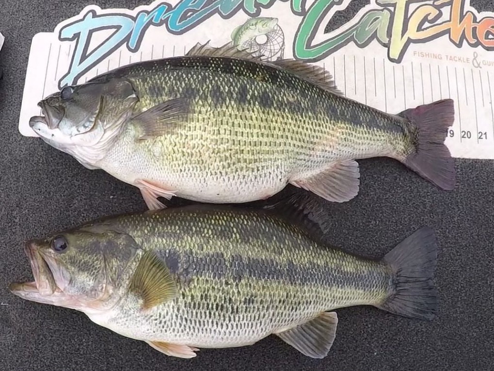 Austin Neary fishing report for Lake Norman in North Carolina