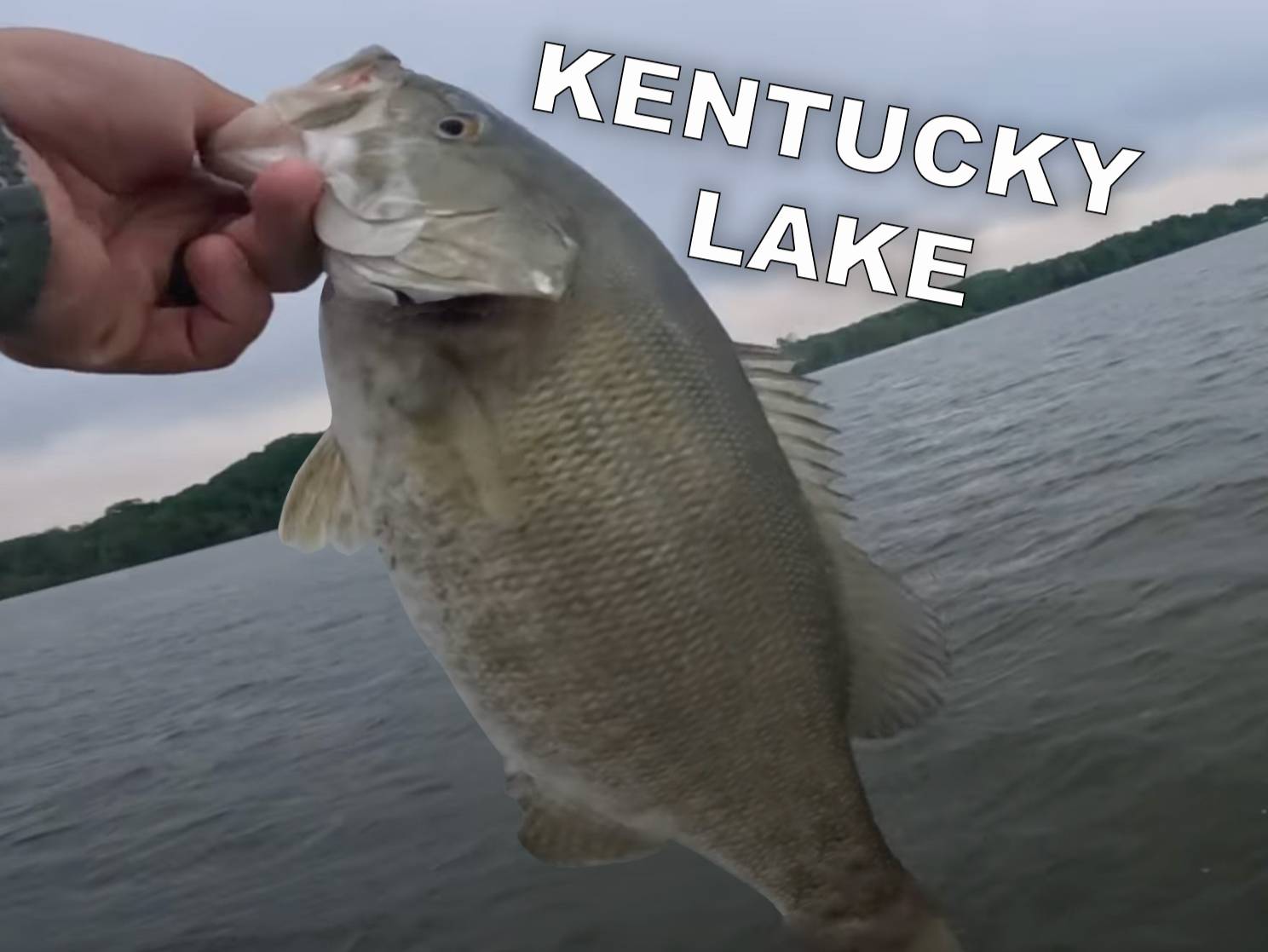 Austin Neary fishing report for Kentucky Lake in undefined