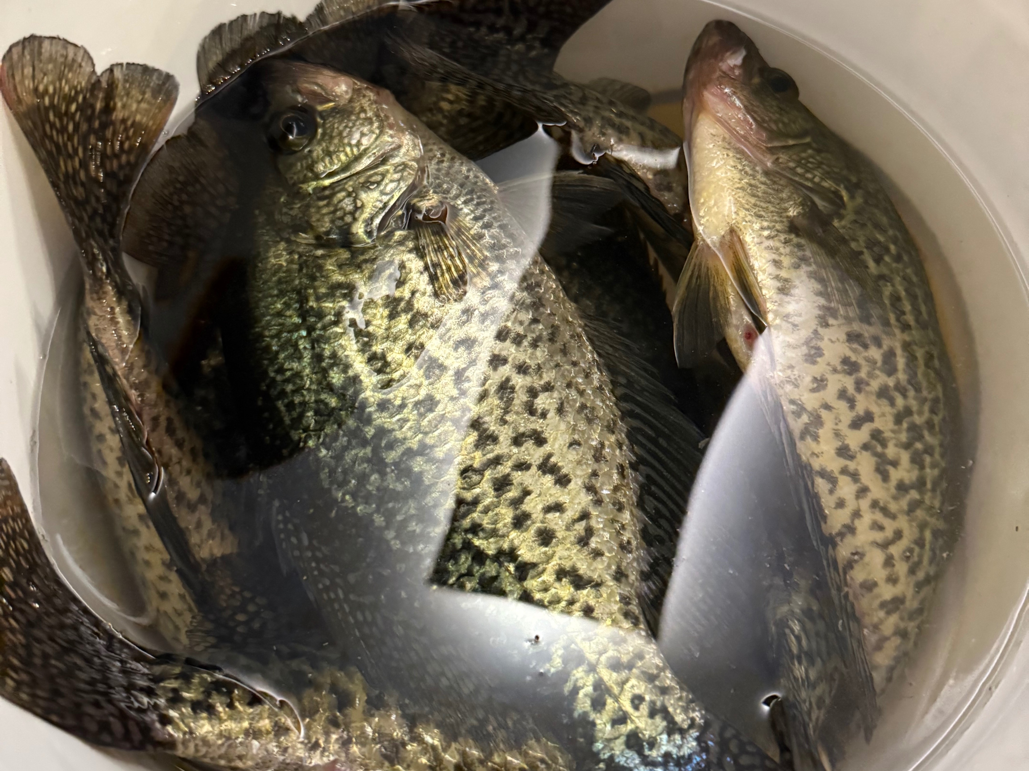 Austin Neary fishing report for Lake Athens in Texas