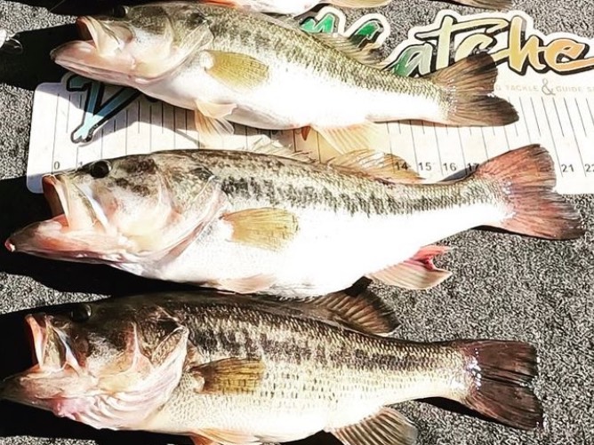 Austin Neary fishing report for Apalachia Lake in North Carolina