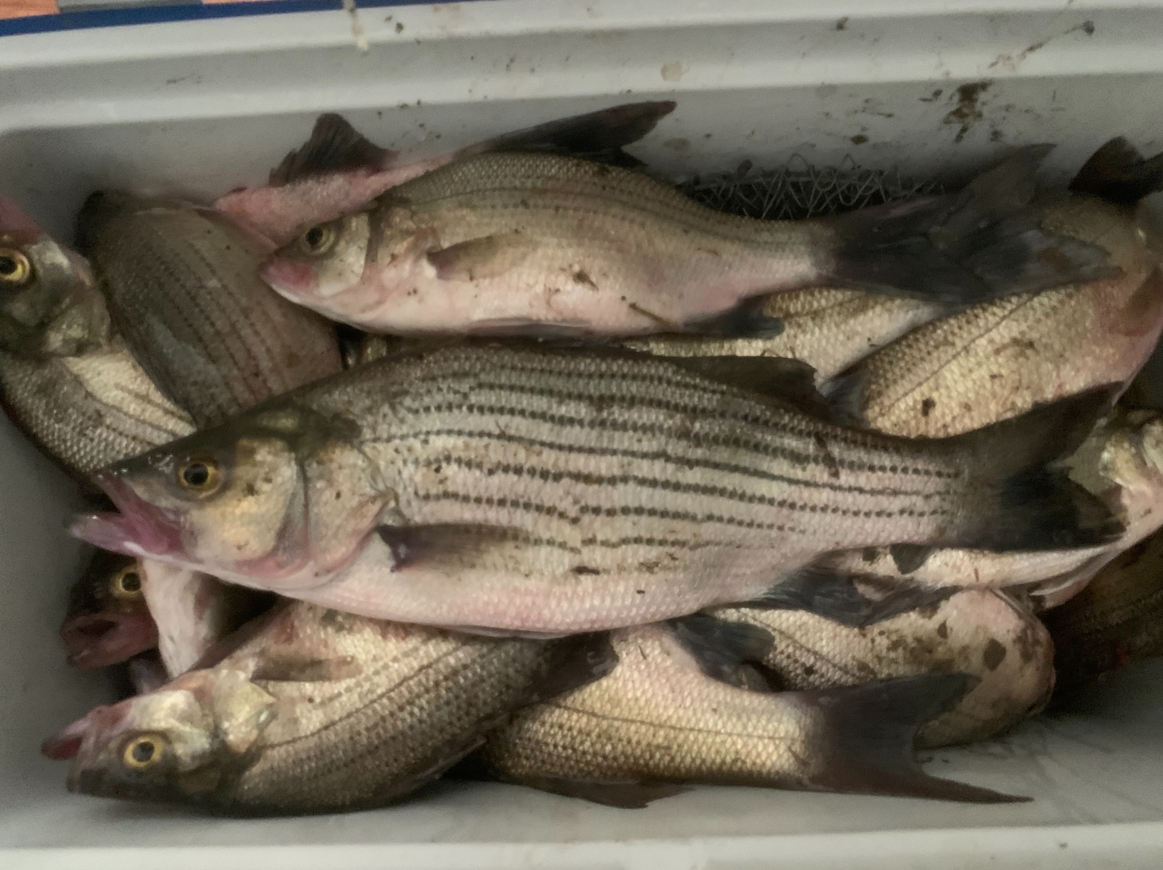 Trevor  Sjotvedt fishing report for Undisclosed Location in North Carolina