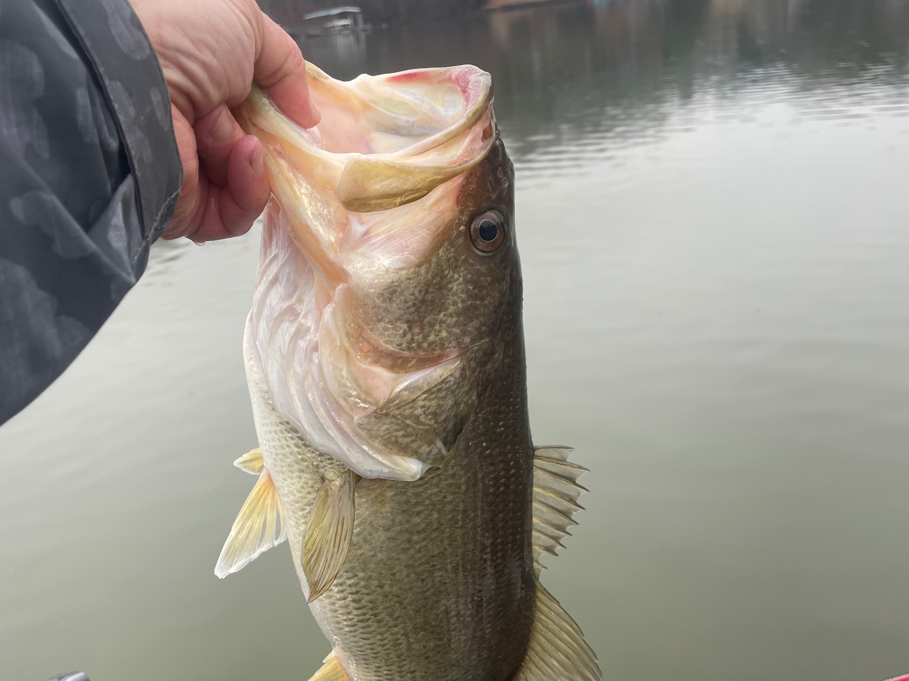 Steven Broom fishing report for Lake Keowee in South Carolina