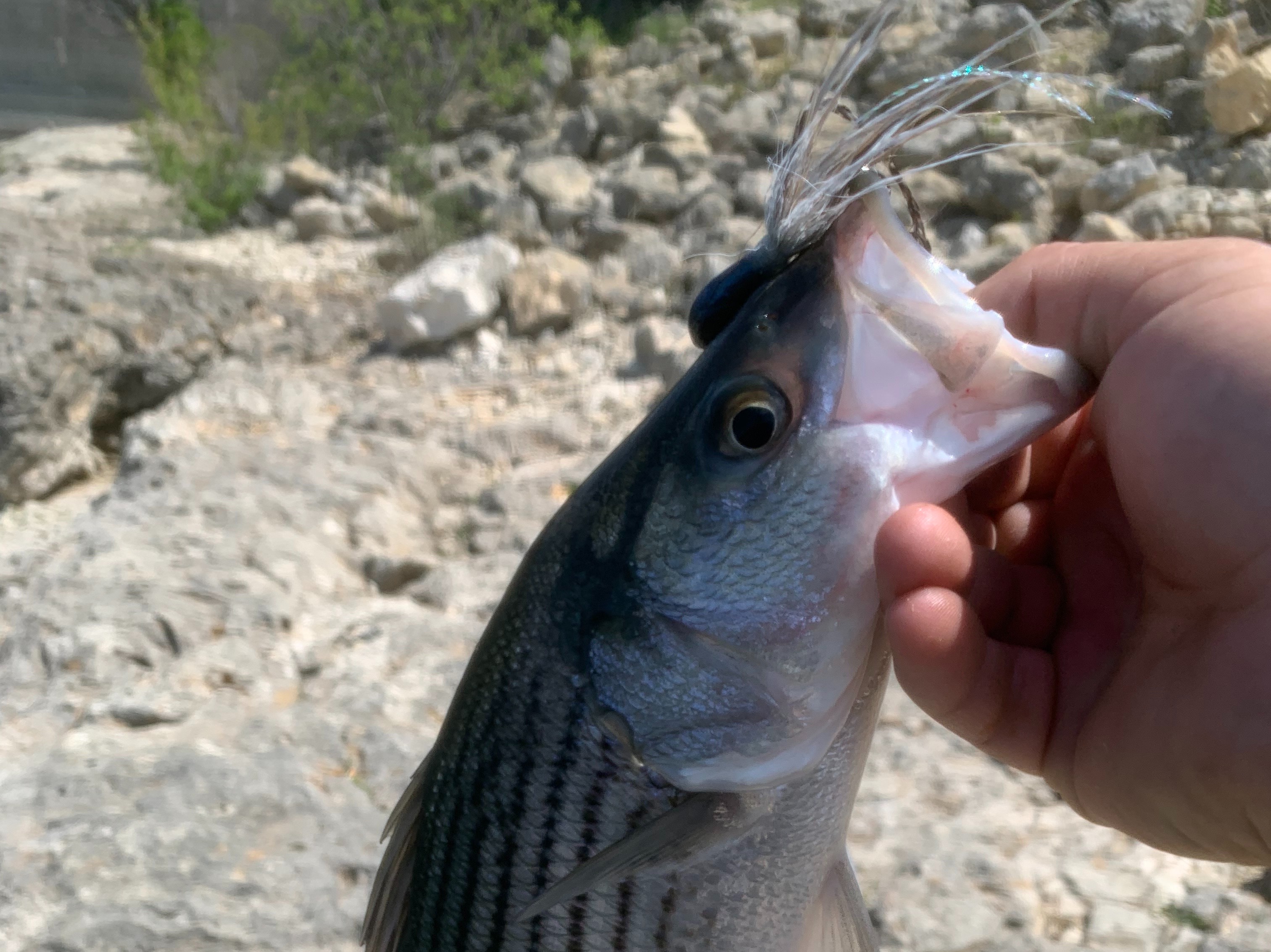 Trevor Sjotvedt fishing report for undefined in undefined