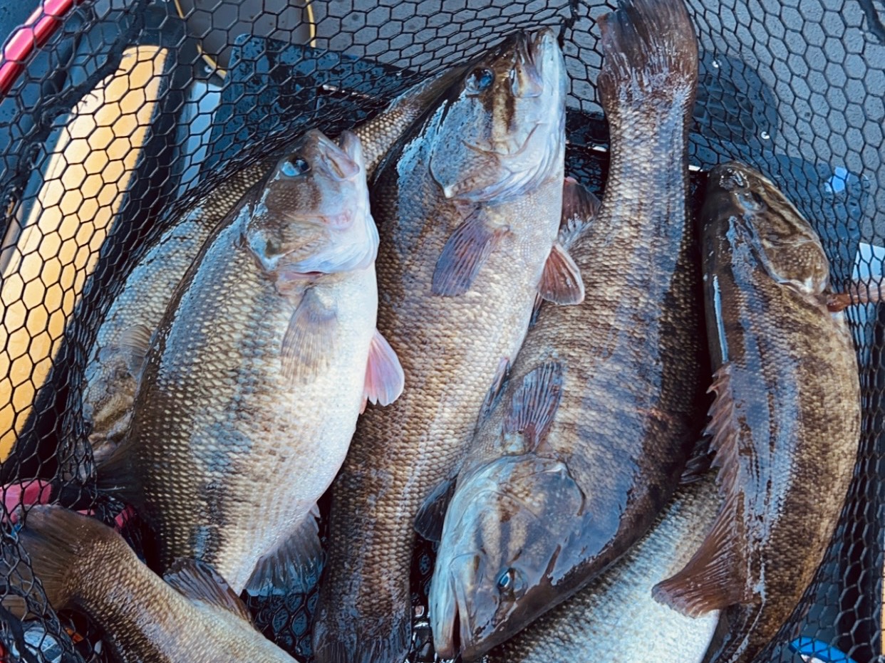 Bryce Kistler fishing report for Pickwick Lake in Alabama, Tennessee