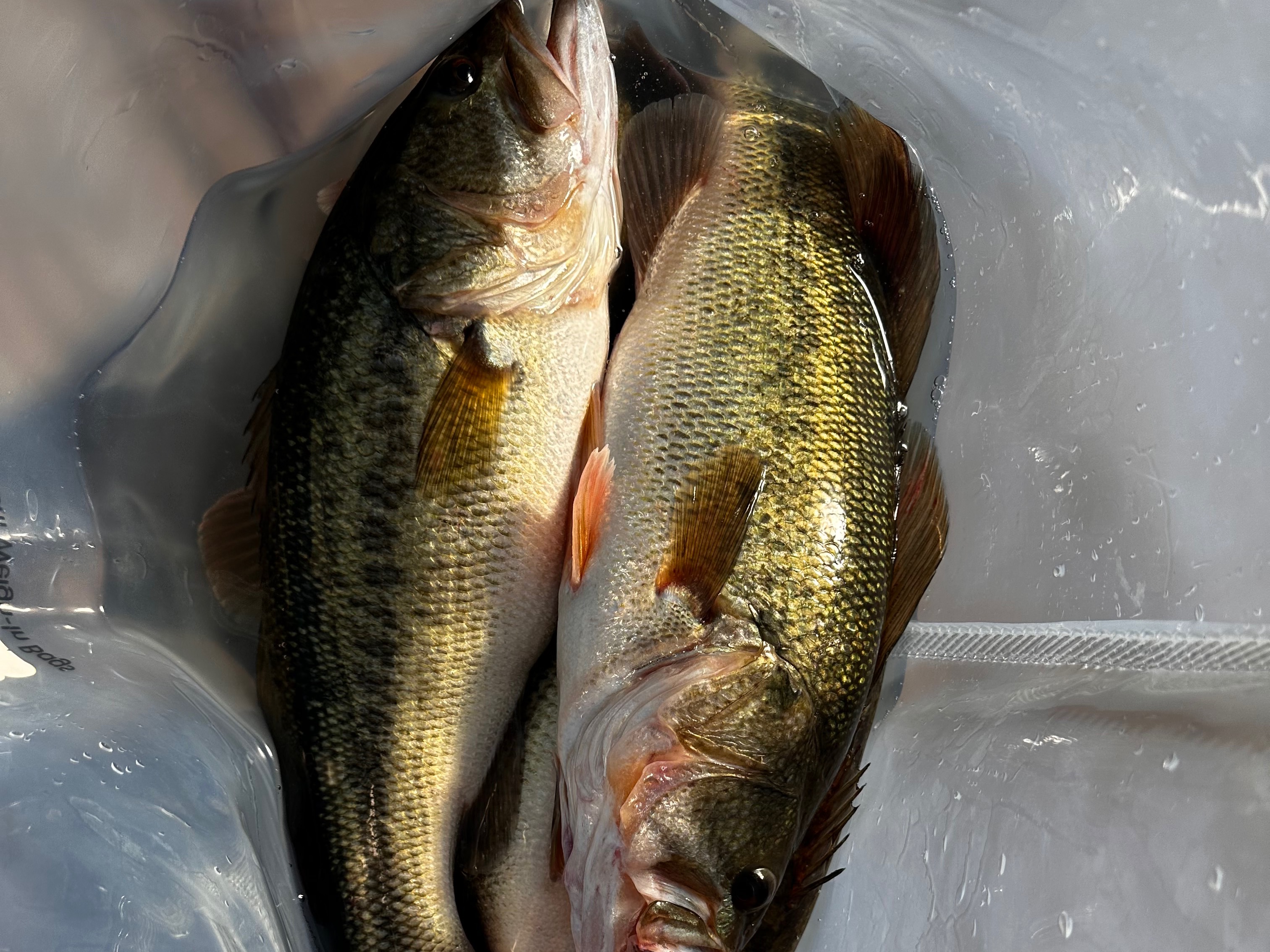 Bryce Kistler fishing report for Lake Guntersville in Alabama