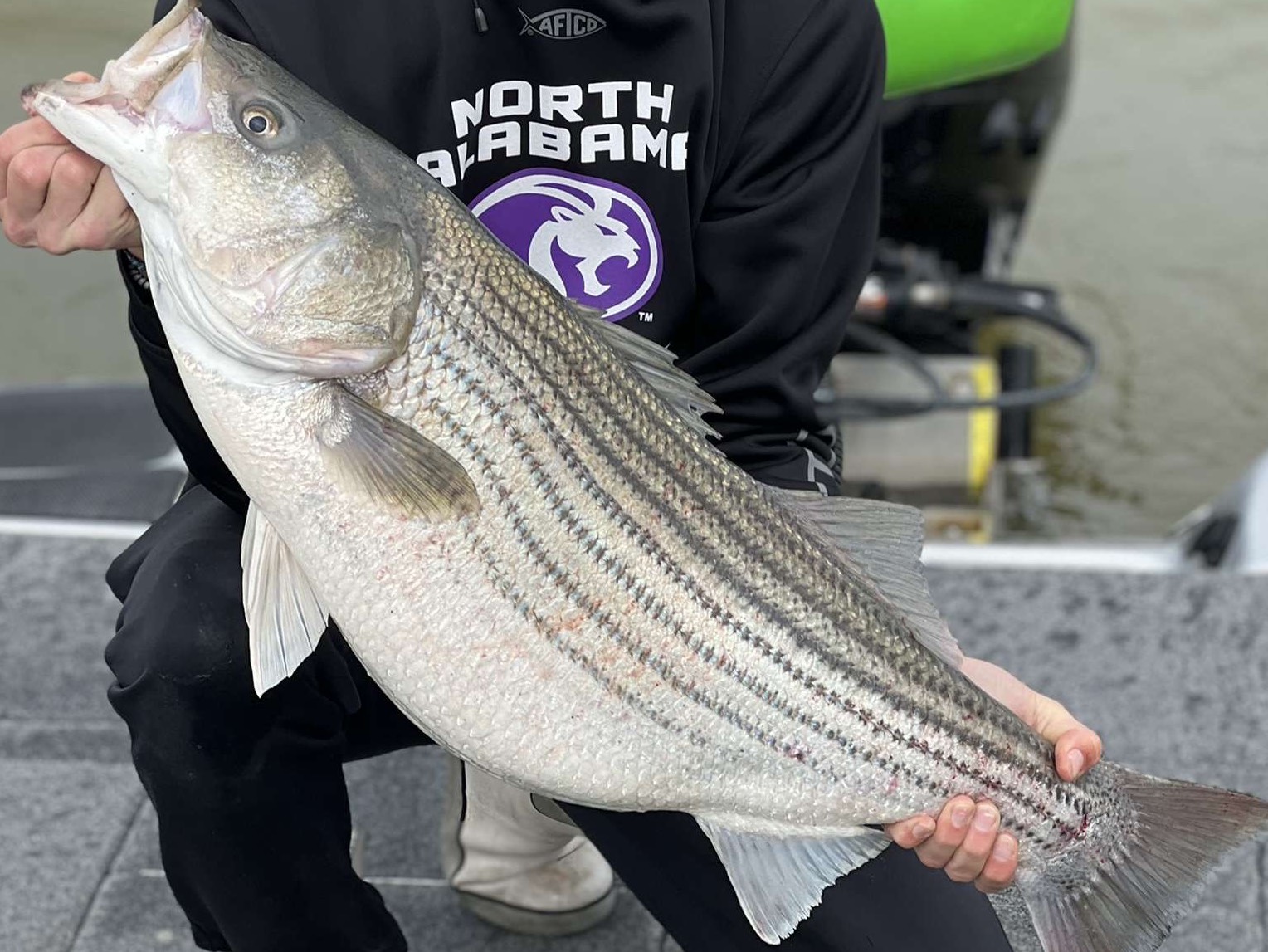Bryce Kistler fishing report for Wilson Lake in Alabama