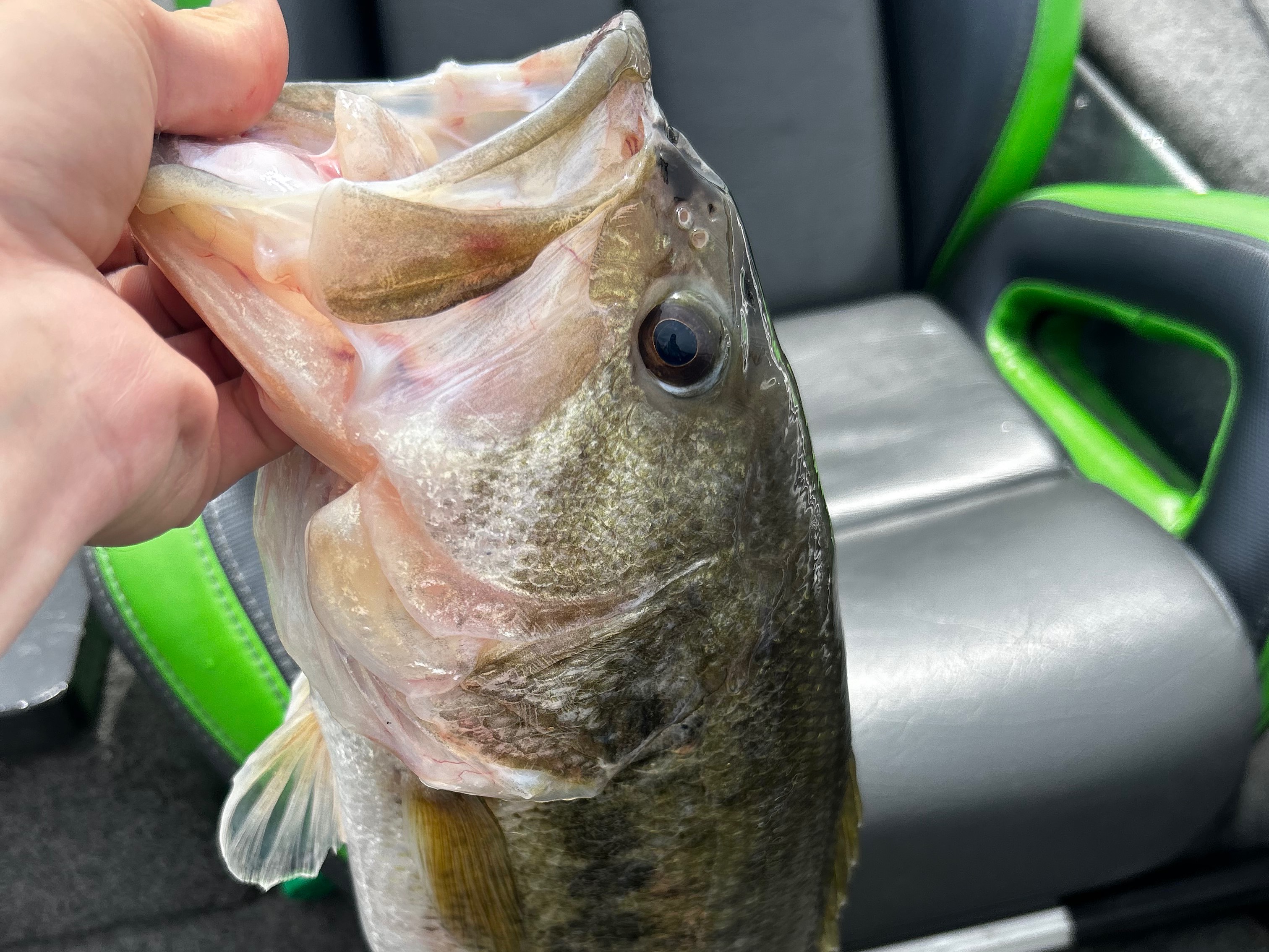 Bryce Kistler fishing report for Pickwick Lake in Alabama, Tennessee
