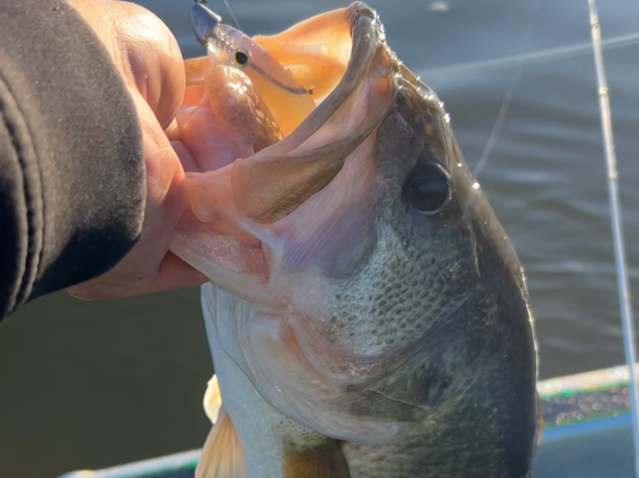 Bryce Kistler fishing report for Wilson Lake in Alabama