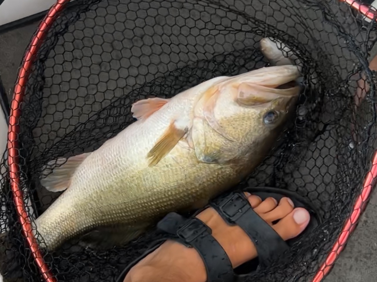 Bryce Kistler fishing report for Lake Guntersville in Alabama