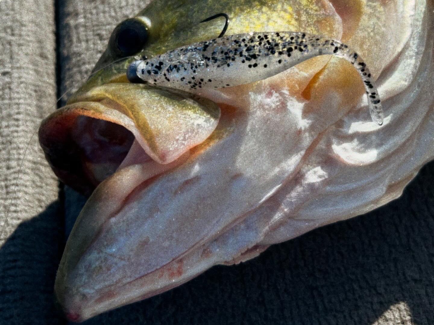 Bryce Kistler fishing report for Pickwick Lake in Alabama, Tennessee