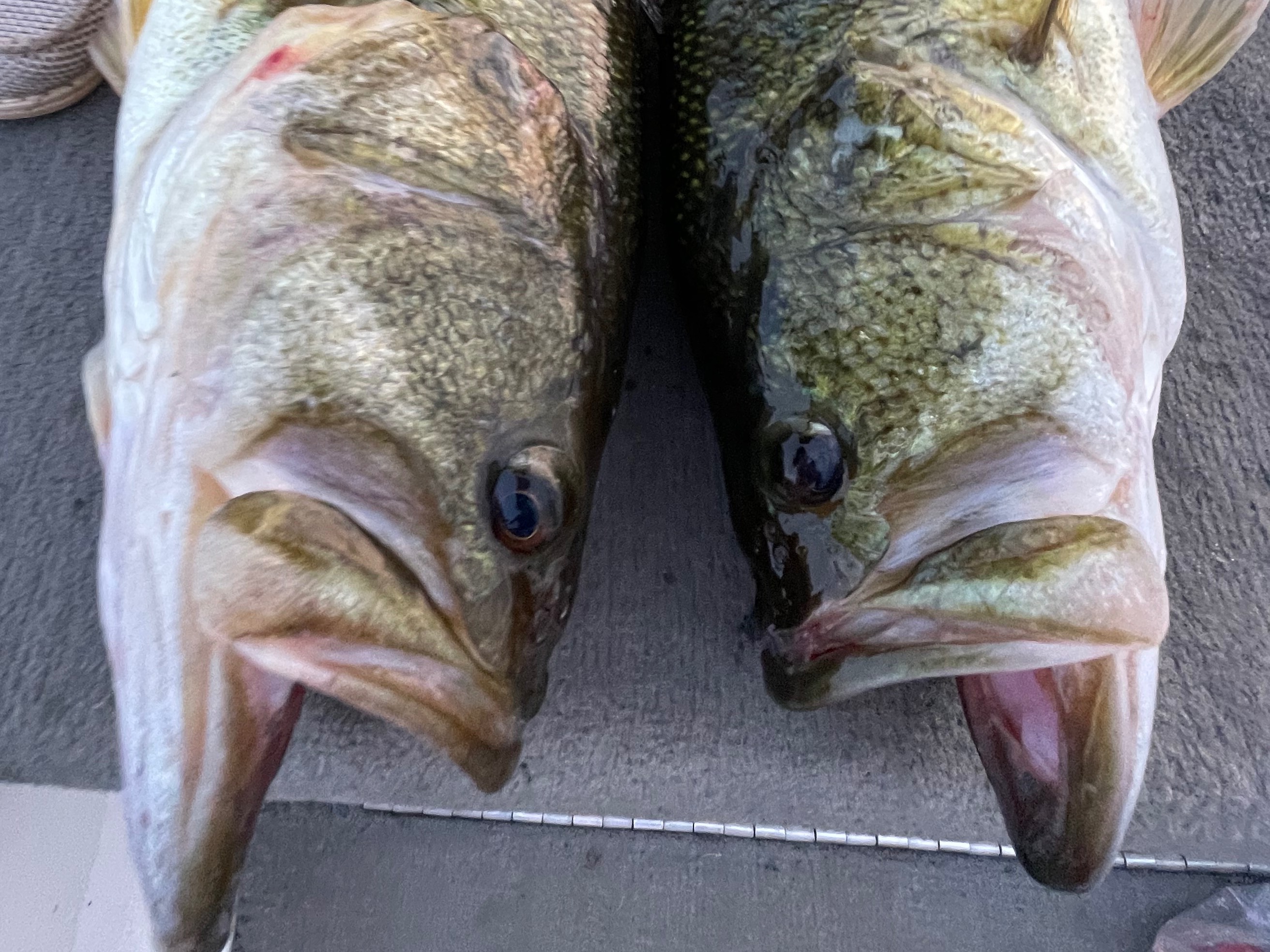 Bryce Kistler fishing report for Pickwick Lake in Alabama, Tennessee