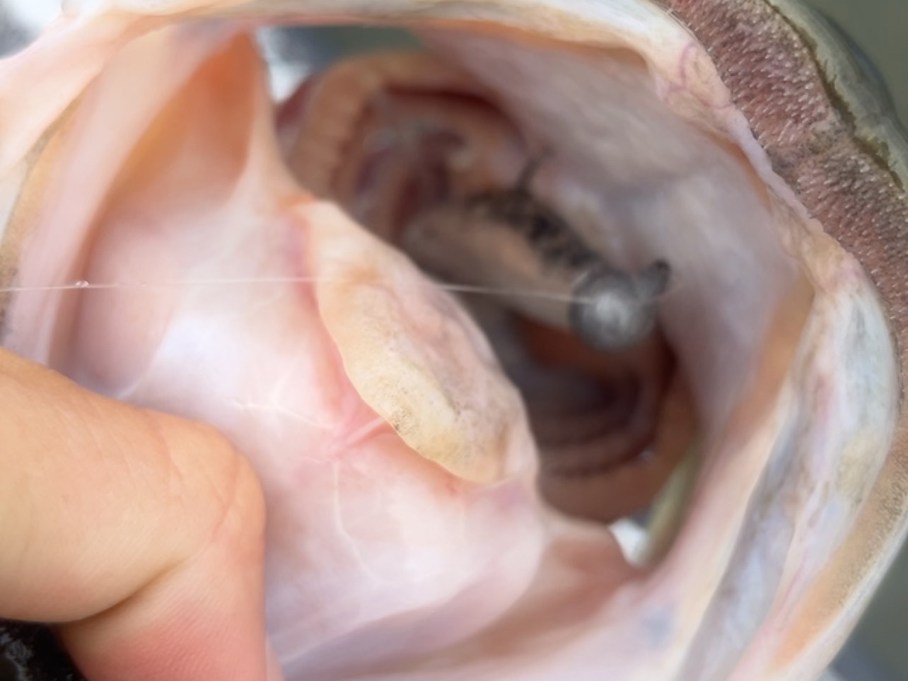 Bryce Kistler fishing report for Lake Guntersville in Alabama