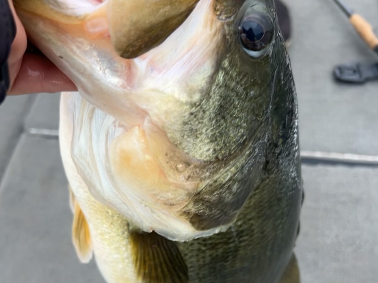 Bryce Kistler fishing report for Pickwick Lake in Alabama