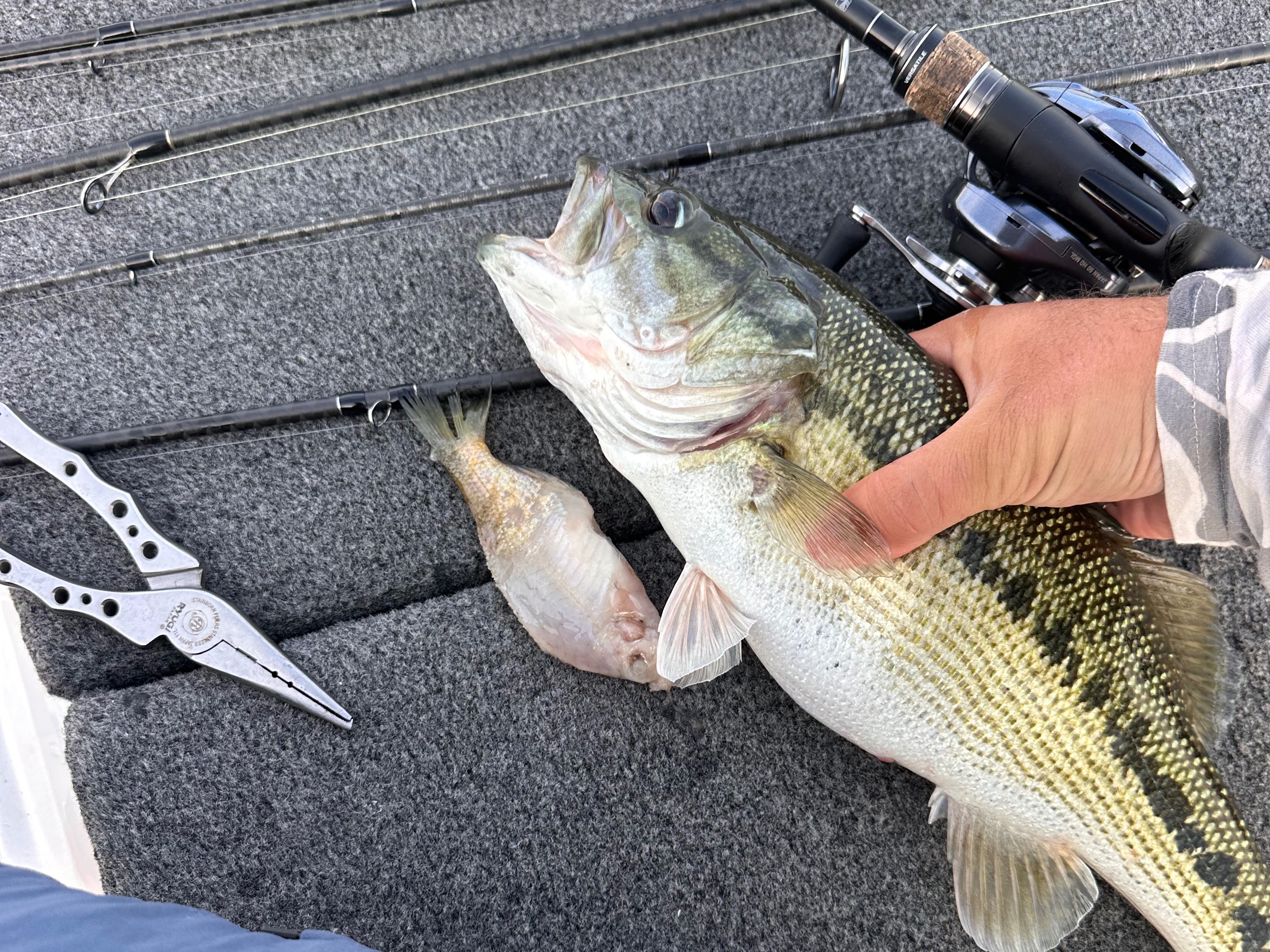 Jake Maddux fishing report for Lake Martin in Alabama
