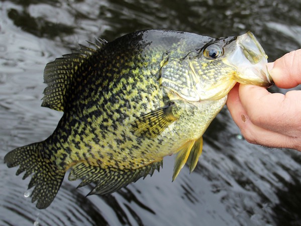 Jonathan Kelley fishing report for Toledo Bend Reservoir in Texas