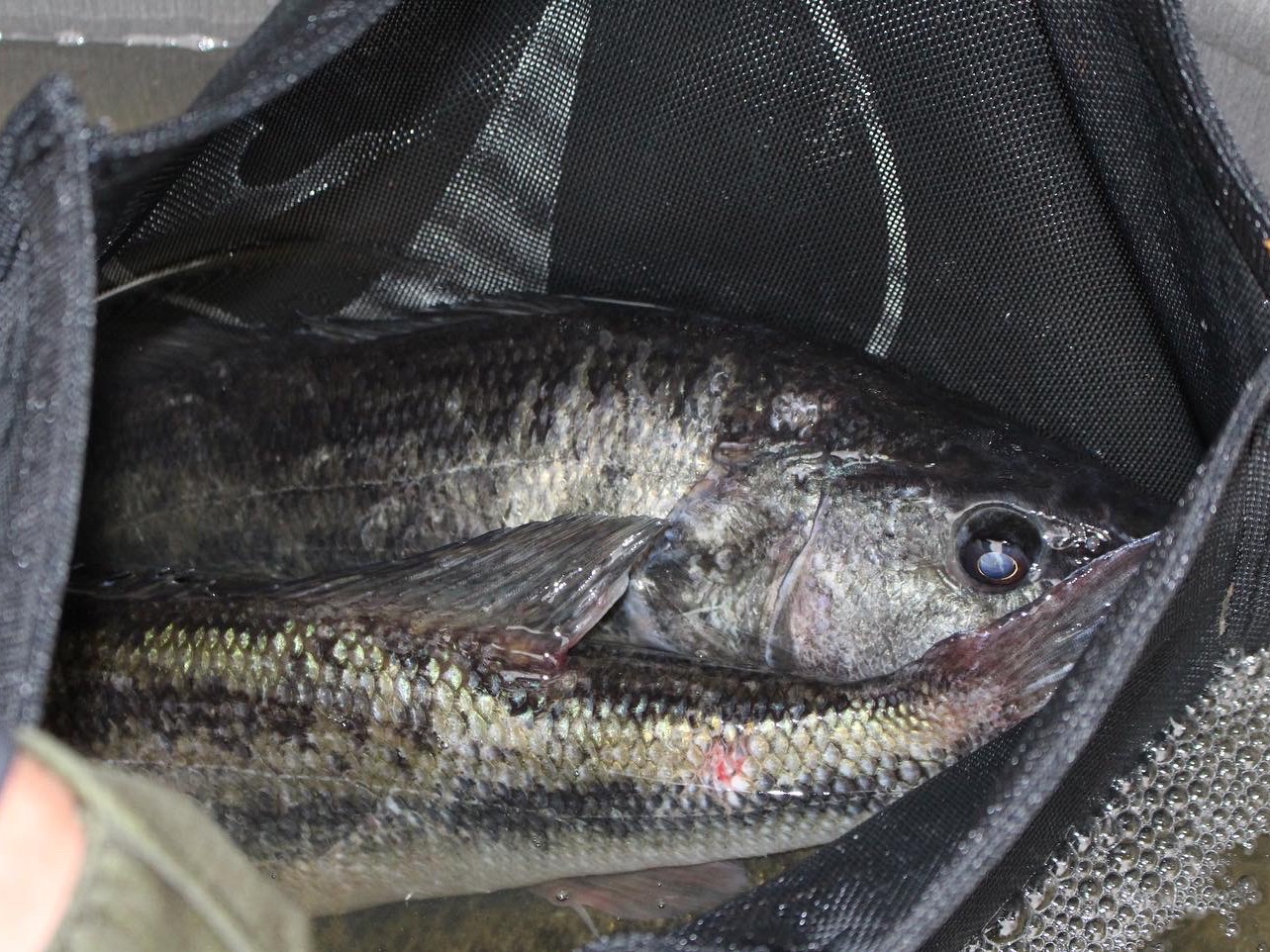 Jonathan Kelley fishing report for South Carolina
