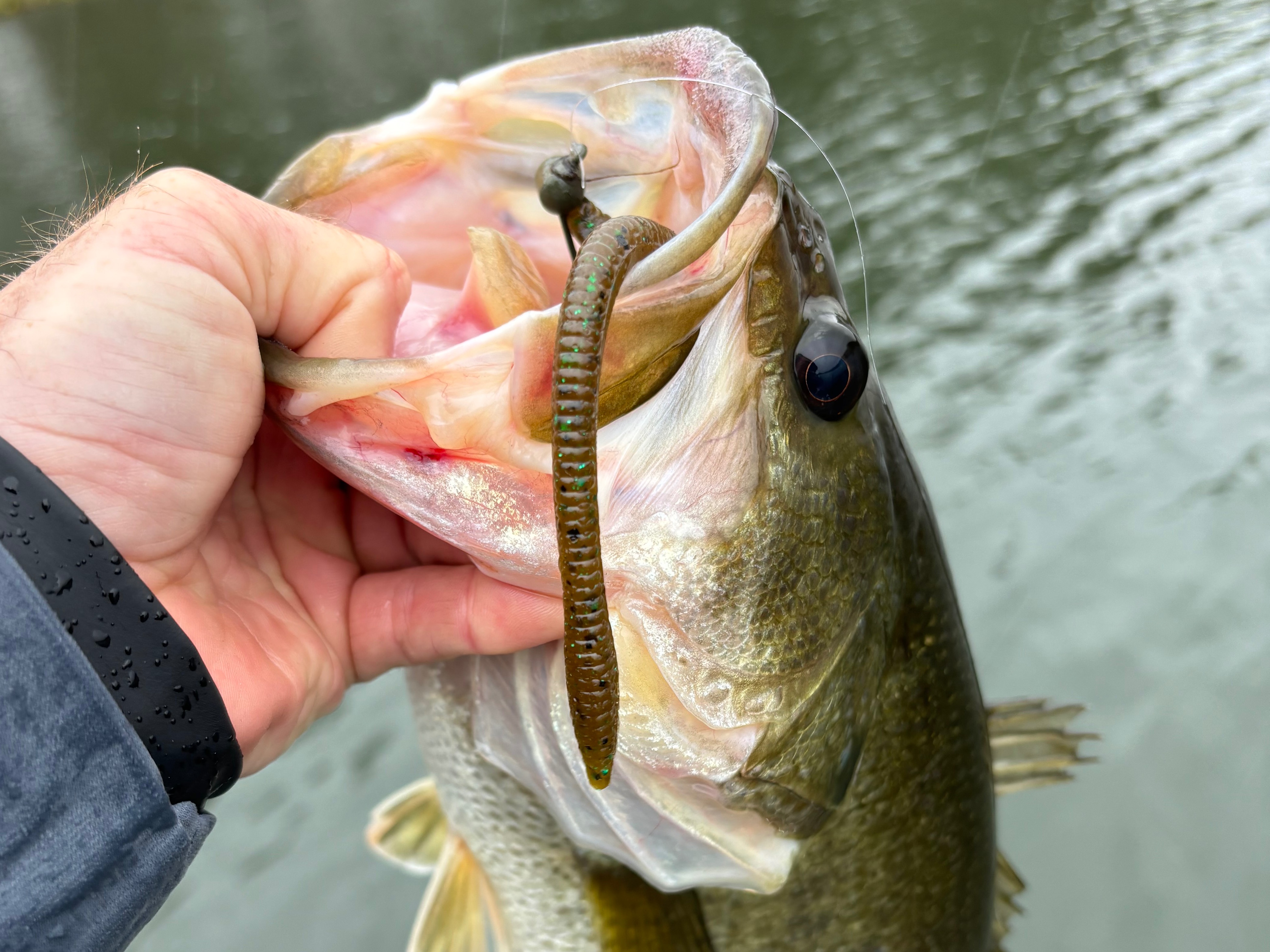 Jonathan Kelley fishing report for Buggs Island in Virginia