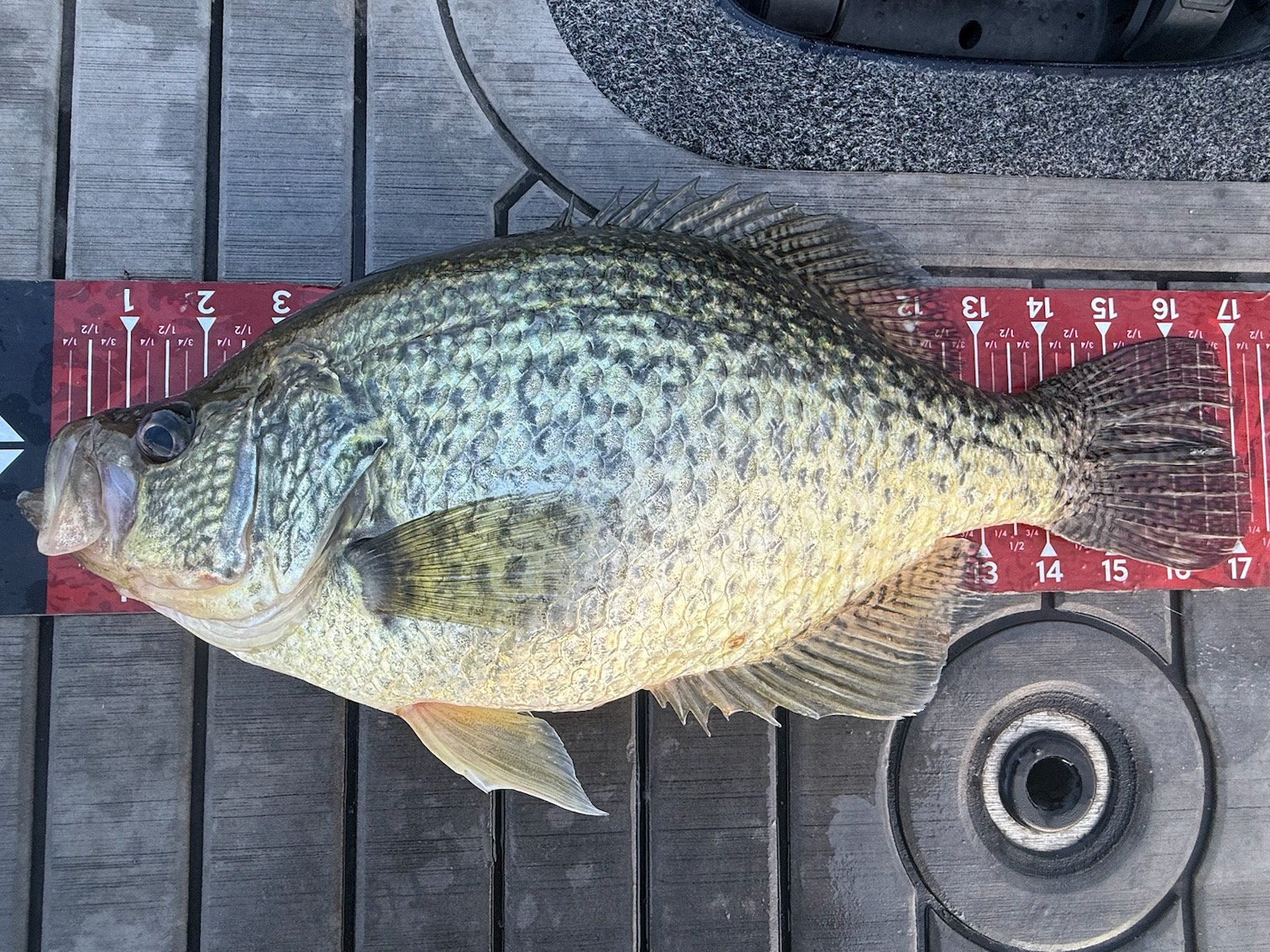 Ben Milliken fishing report for Texas