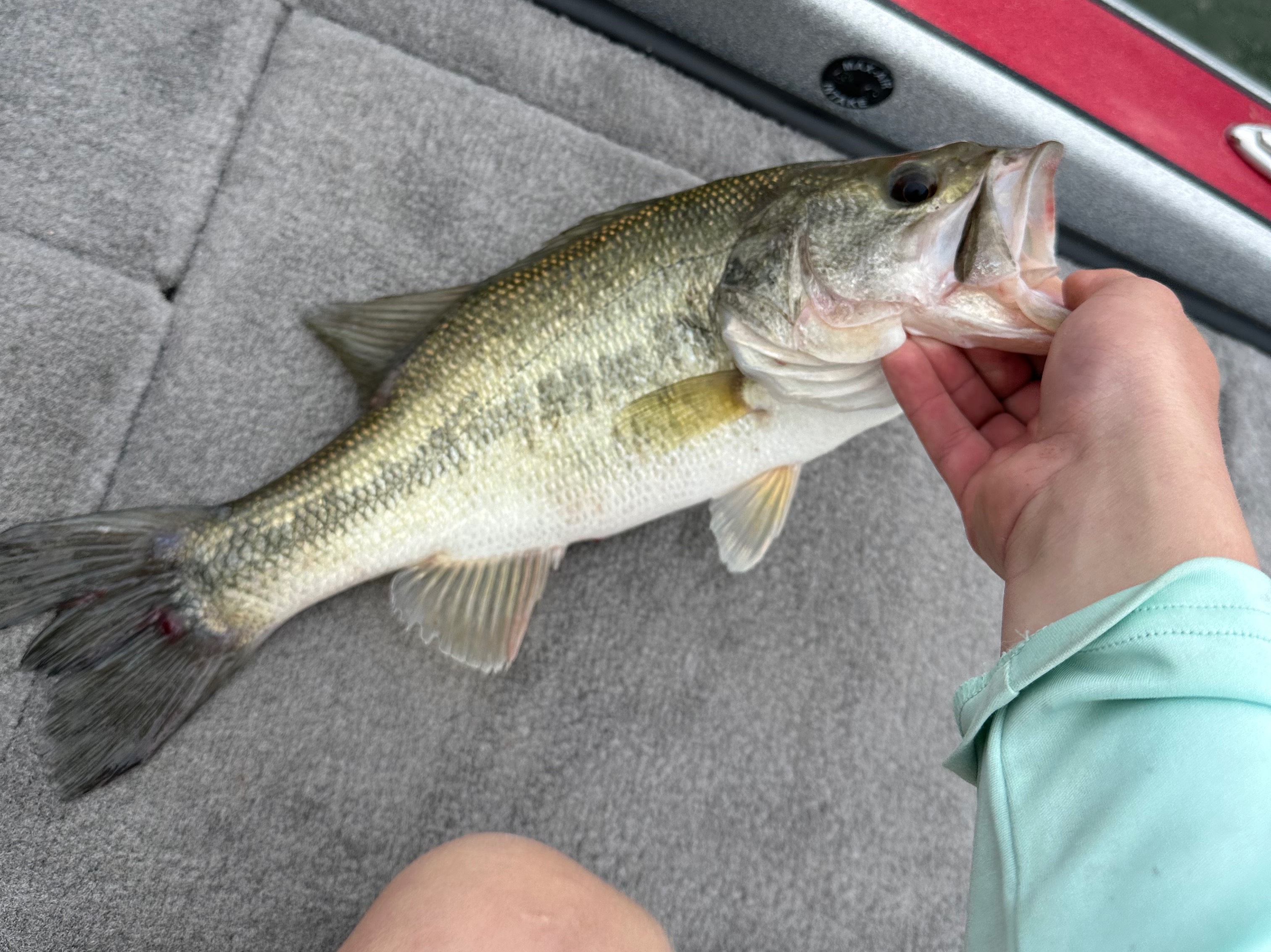 Colton  Wilson  fishing report for Richard B. Russell Lake in Georgia