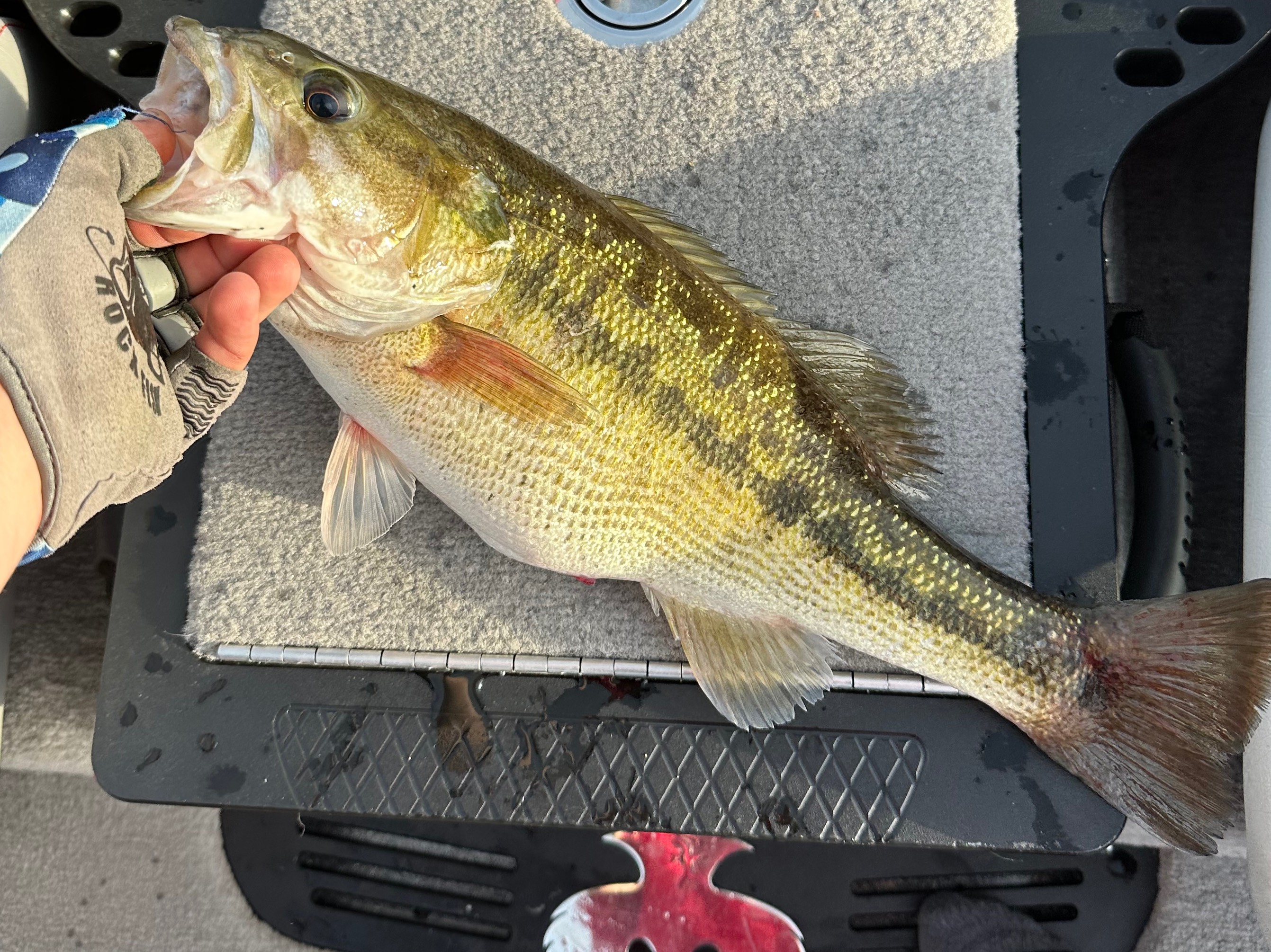 Colton  Wilson  fishing report for Lake Hartwell in South Carolina