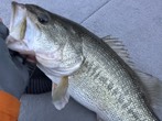 Colton  Wilson  fishing report for Lake Murray in South Carolina