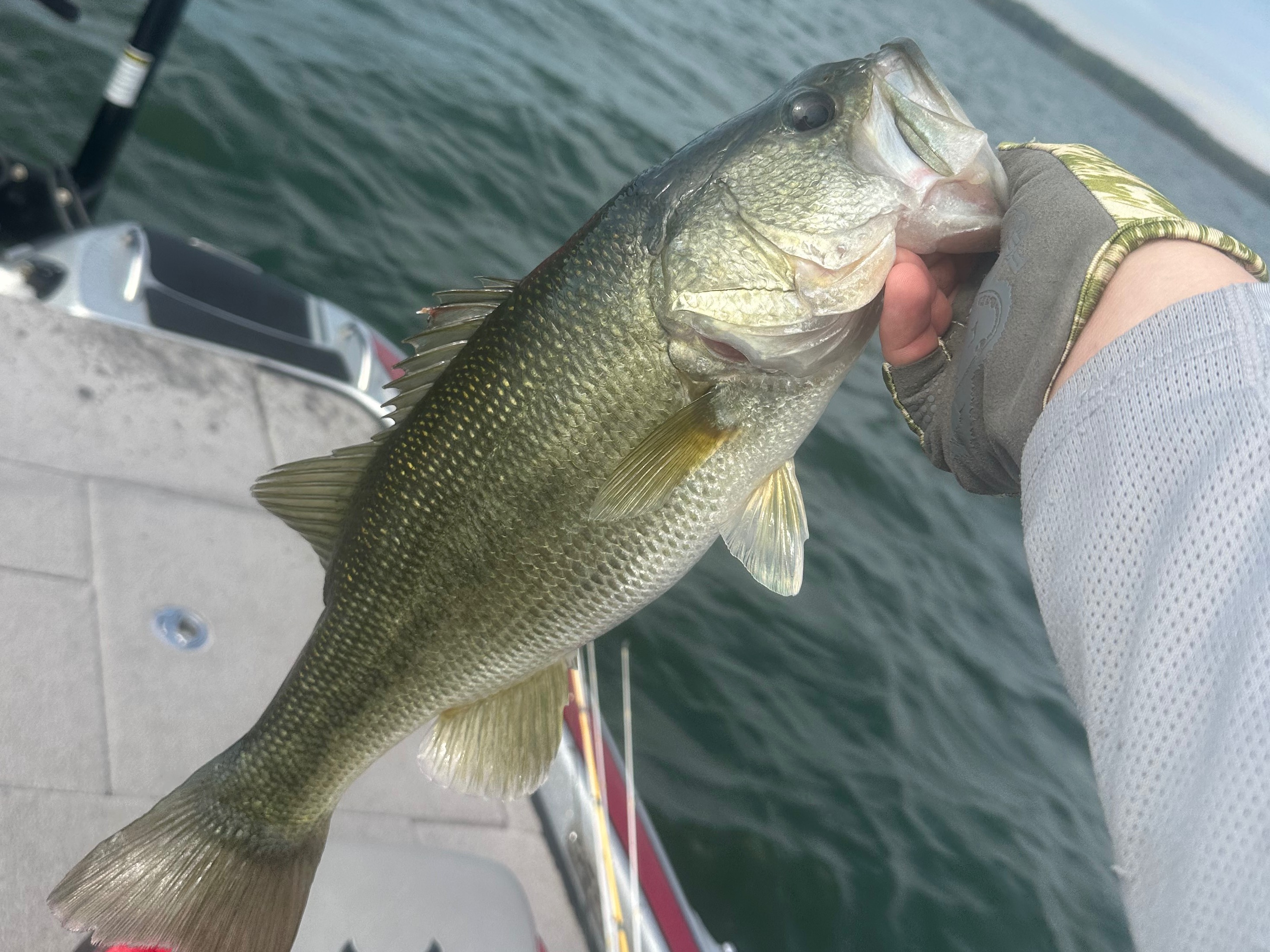 Colton  Wilson  fishing report for Lake Hartwell in South Carolina
