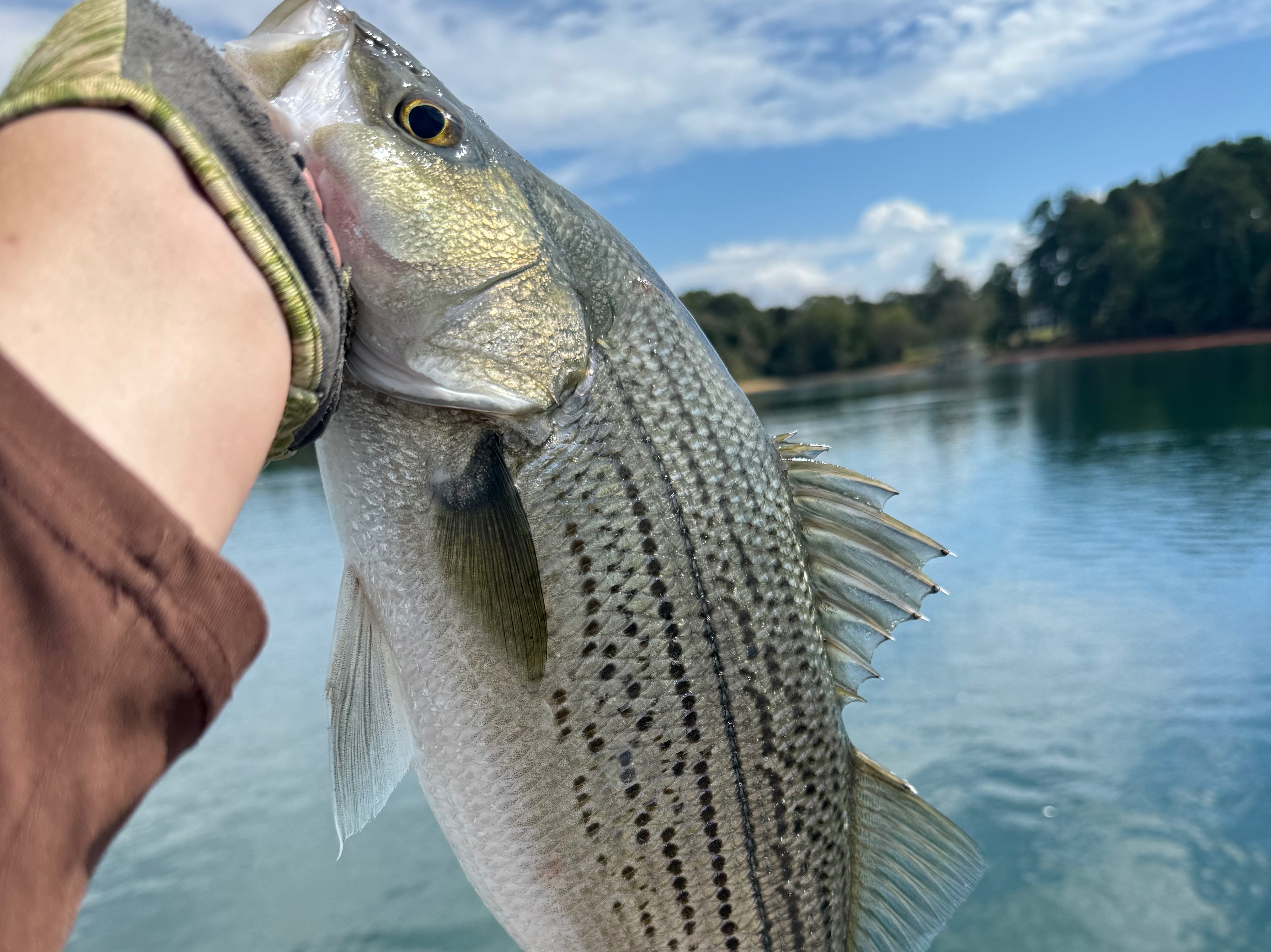 Colton  Wilson  fishing report for Lake Hartwell in South Carolina
