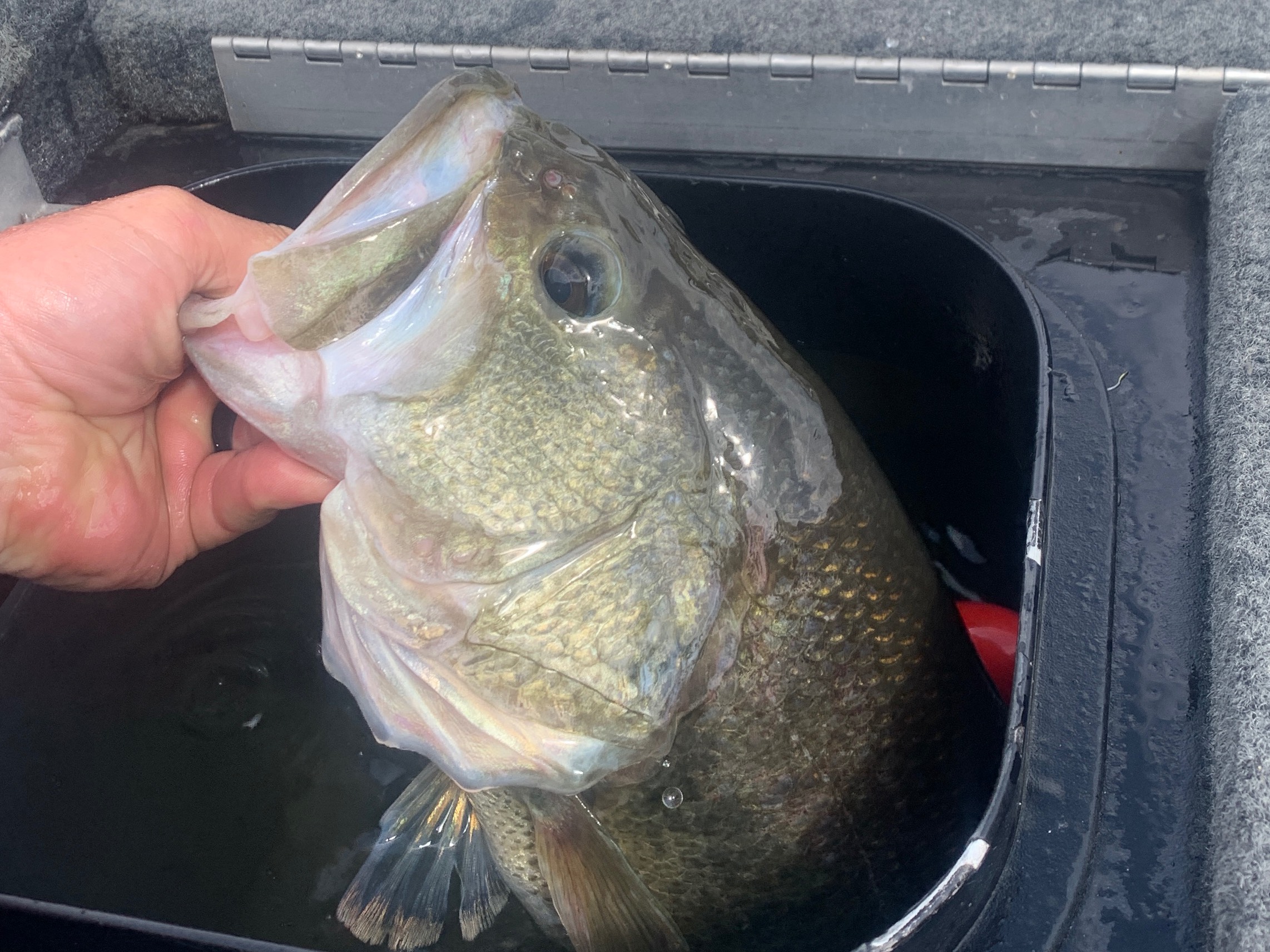 Ryan Evers fishing report for Lake Russell in Georgia