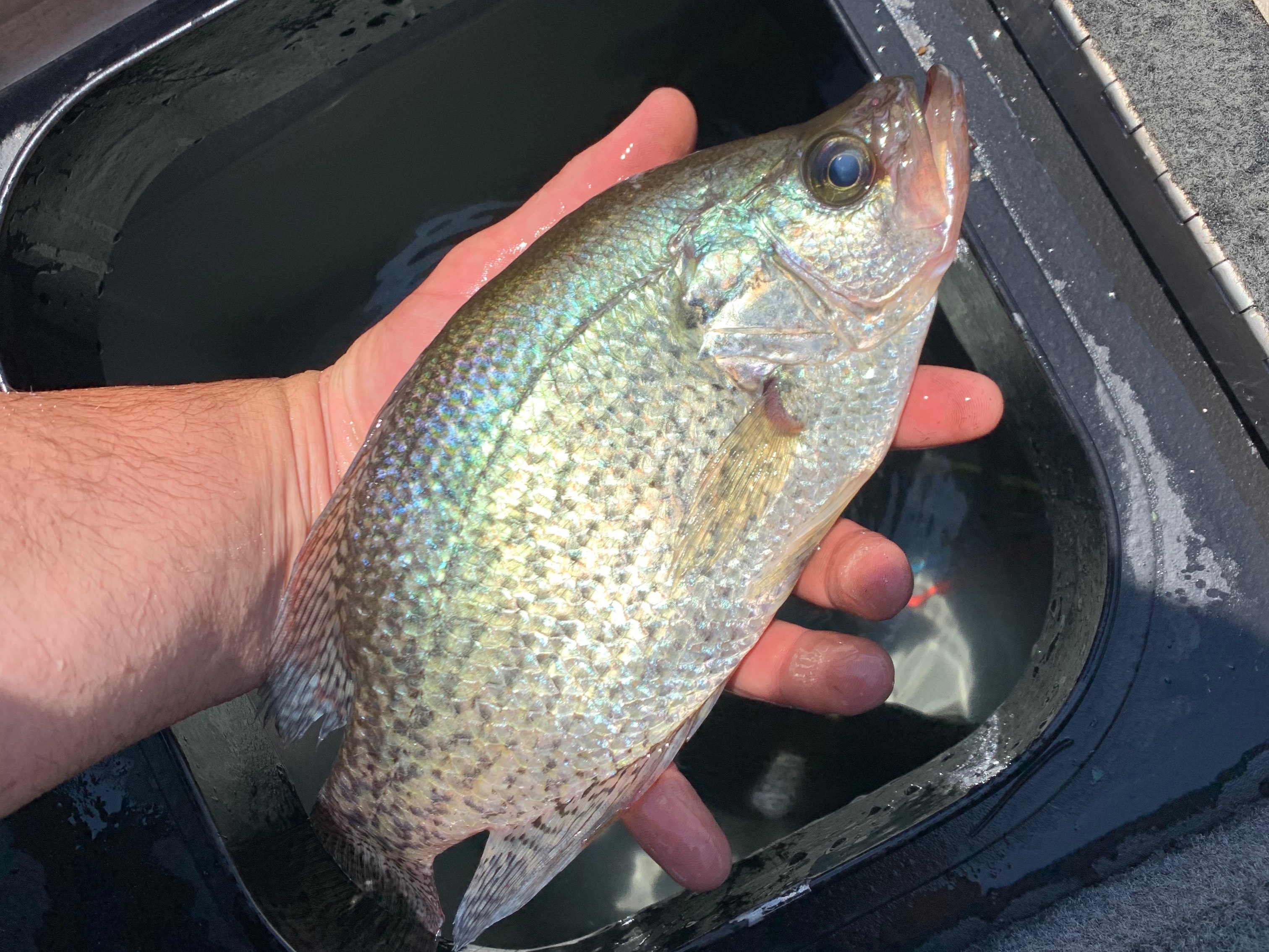 Ryan Evers fishing report for Chatuge Lake in North Carolina