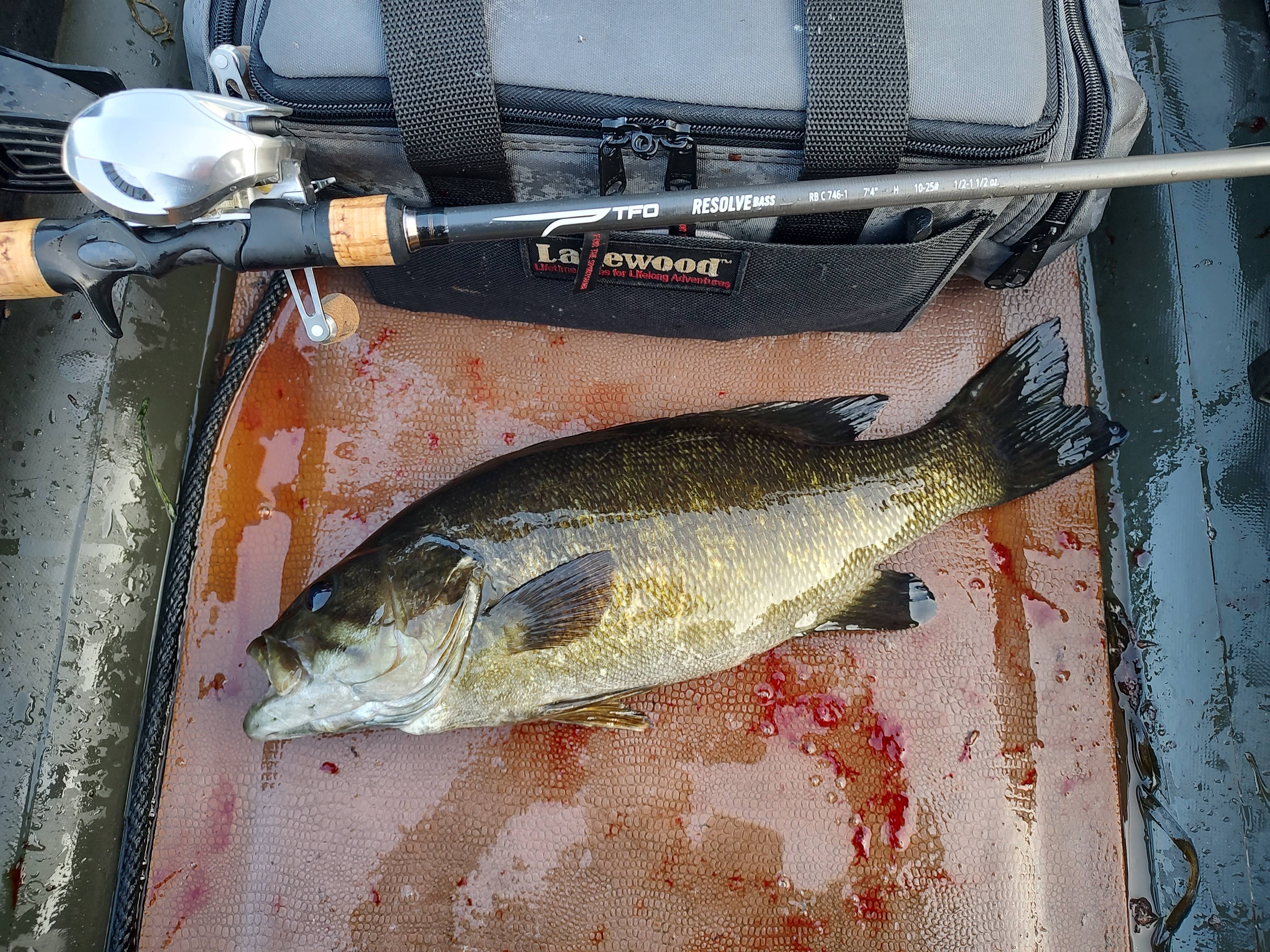 Jake Harshman fishing report for Susquehanna River in undefined