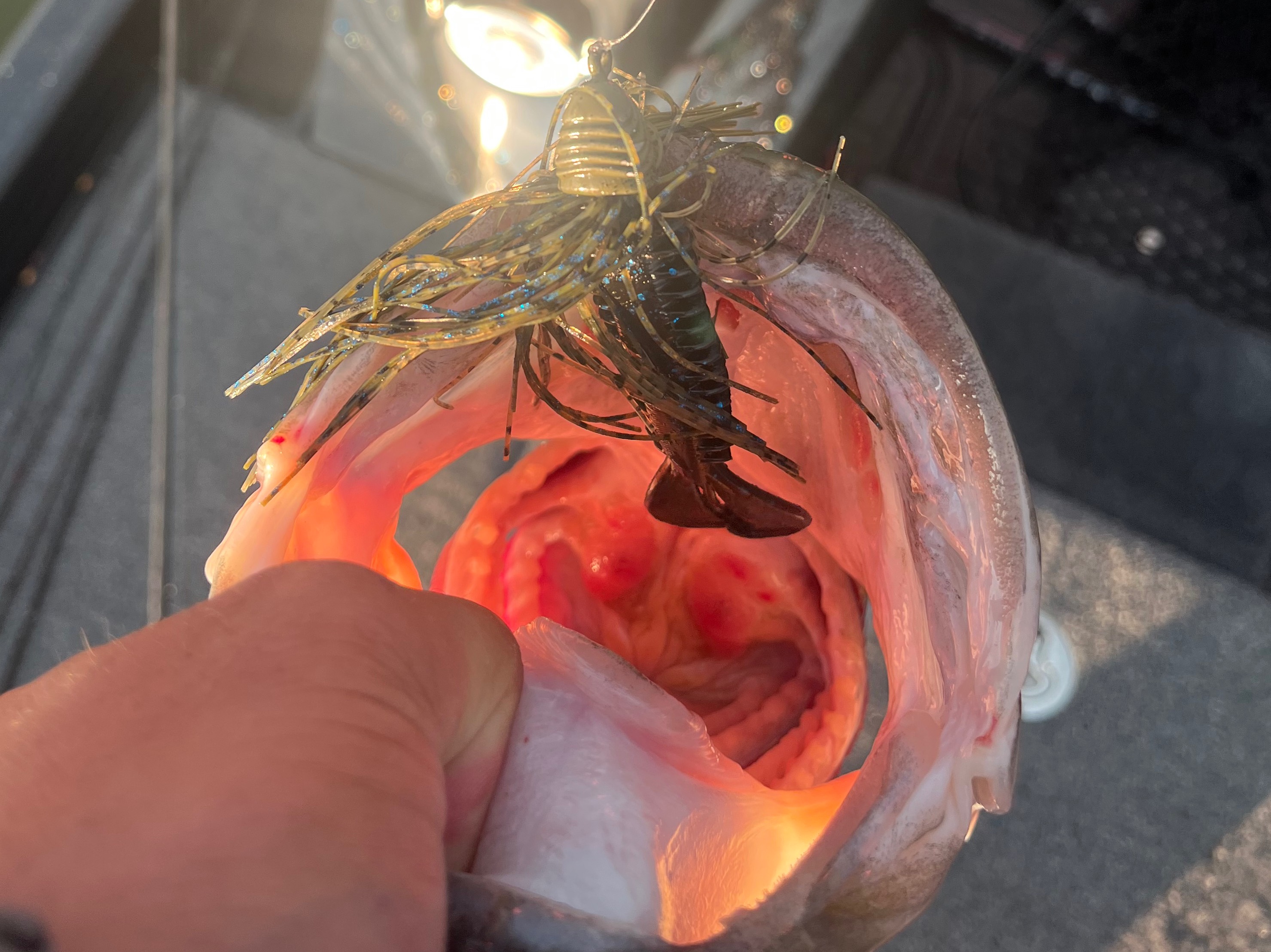 Colton Hill fishing report for Lake Fork in Texas