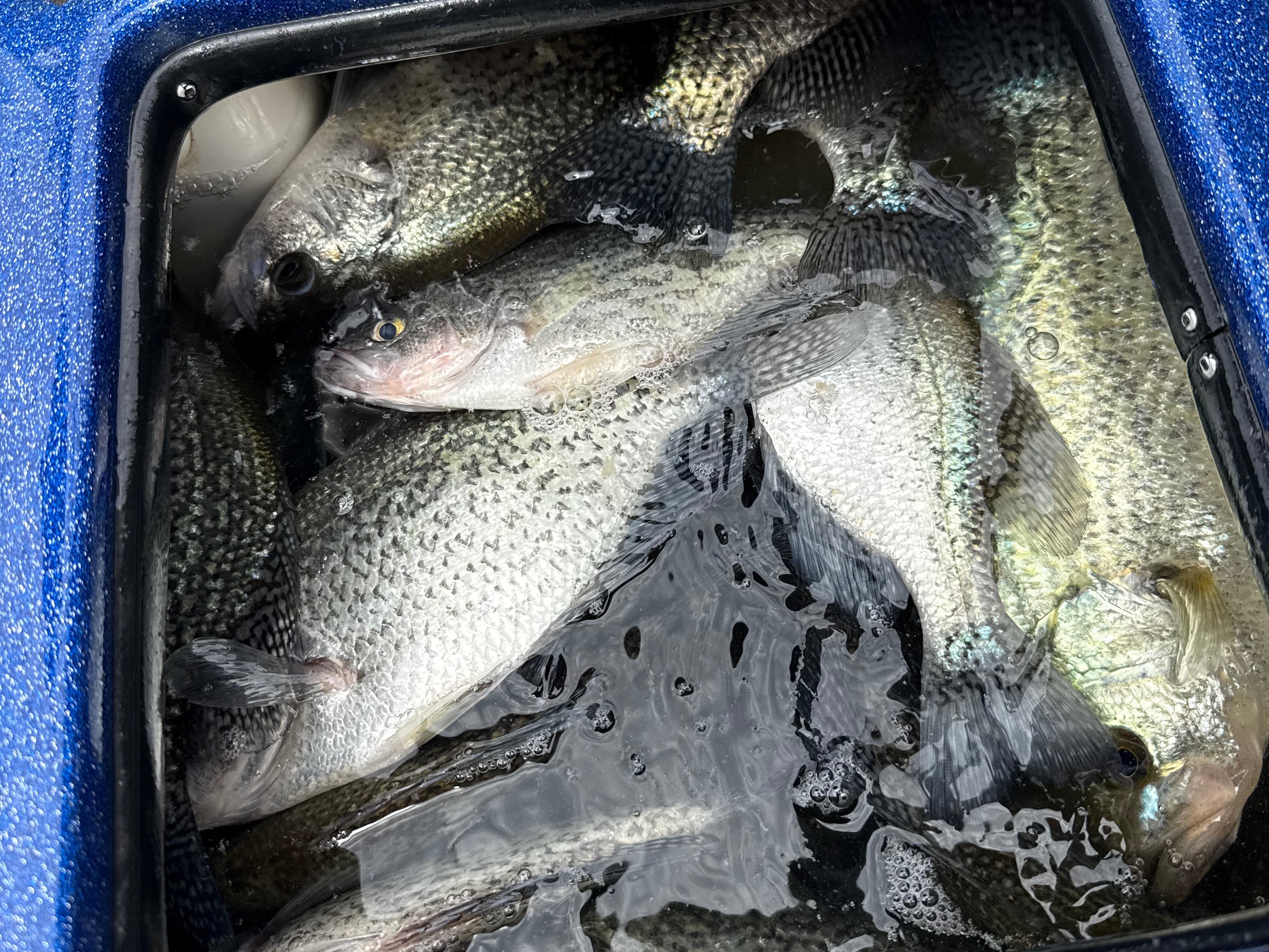 Alabama Elite Fishing Guide Jason Whitehead fishing report for Lake Guntersville in Alabama