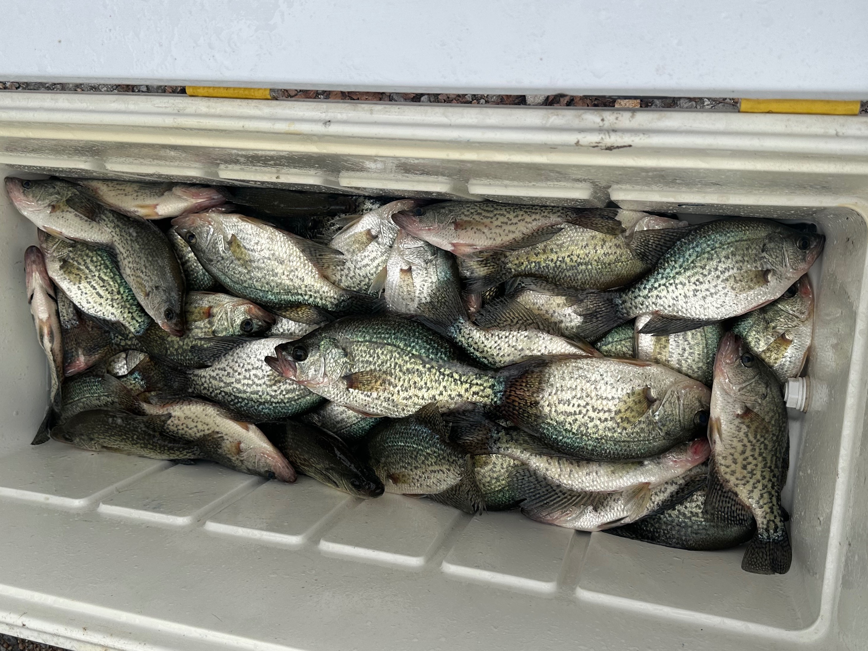 Alabama Elite Fishing Guide Jason Whitehead fishing report for Lake Guntersville  in undefined