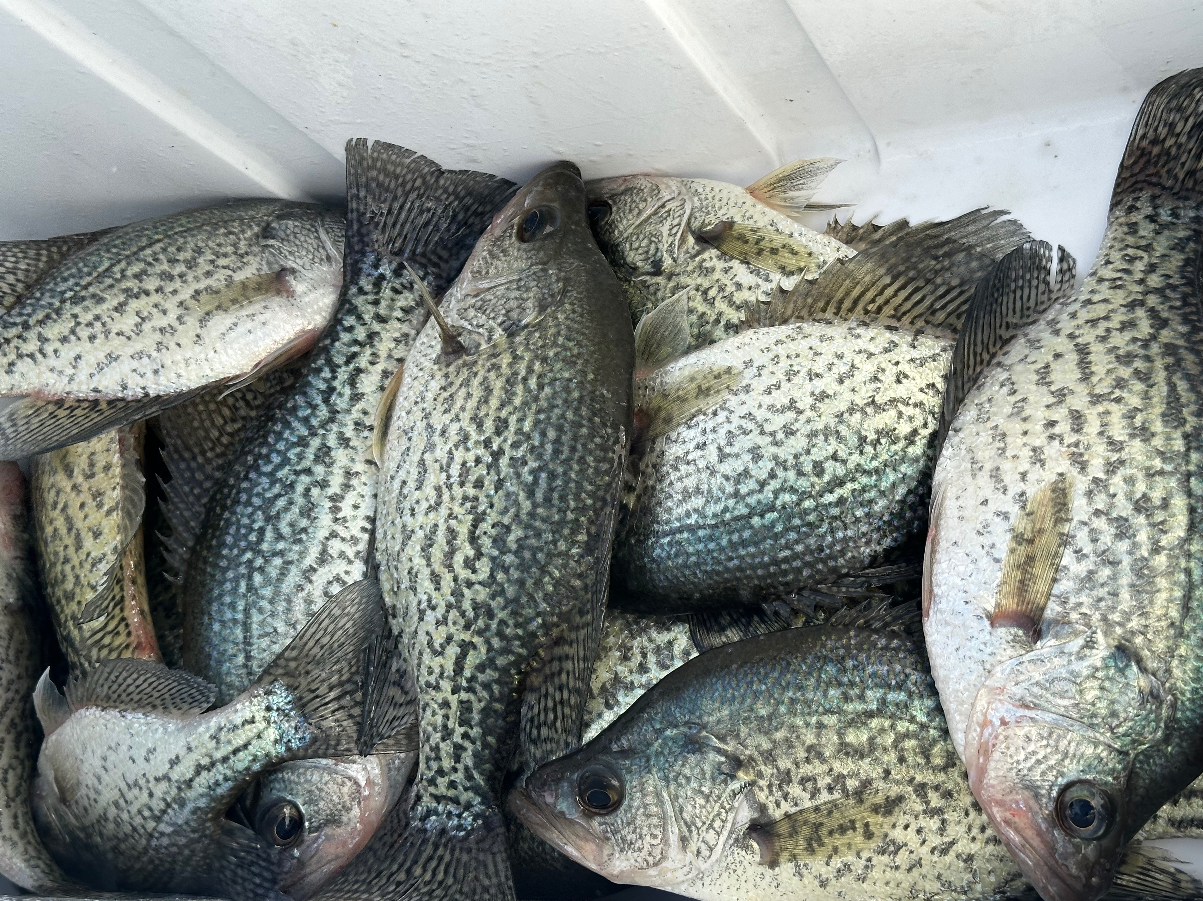 Alabama Elite Fishing Guide Jason Whitehead fishing report for Lake Guntersville in Alabama