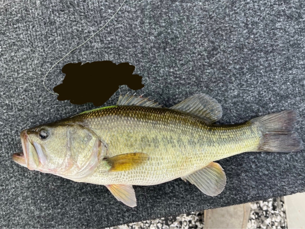 Aidan Harrington fishing report for Weiss Lake in Alabama