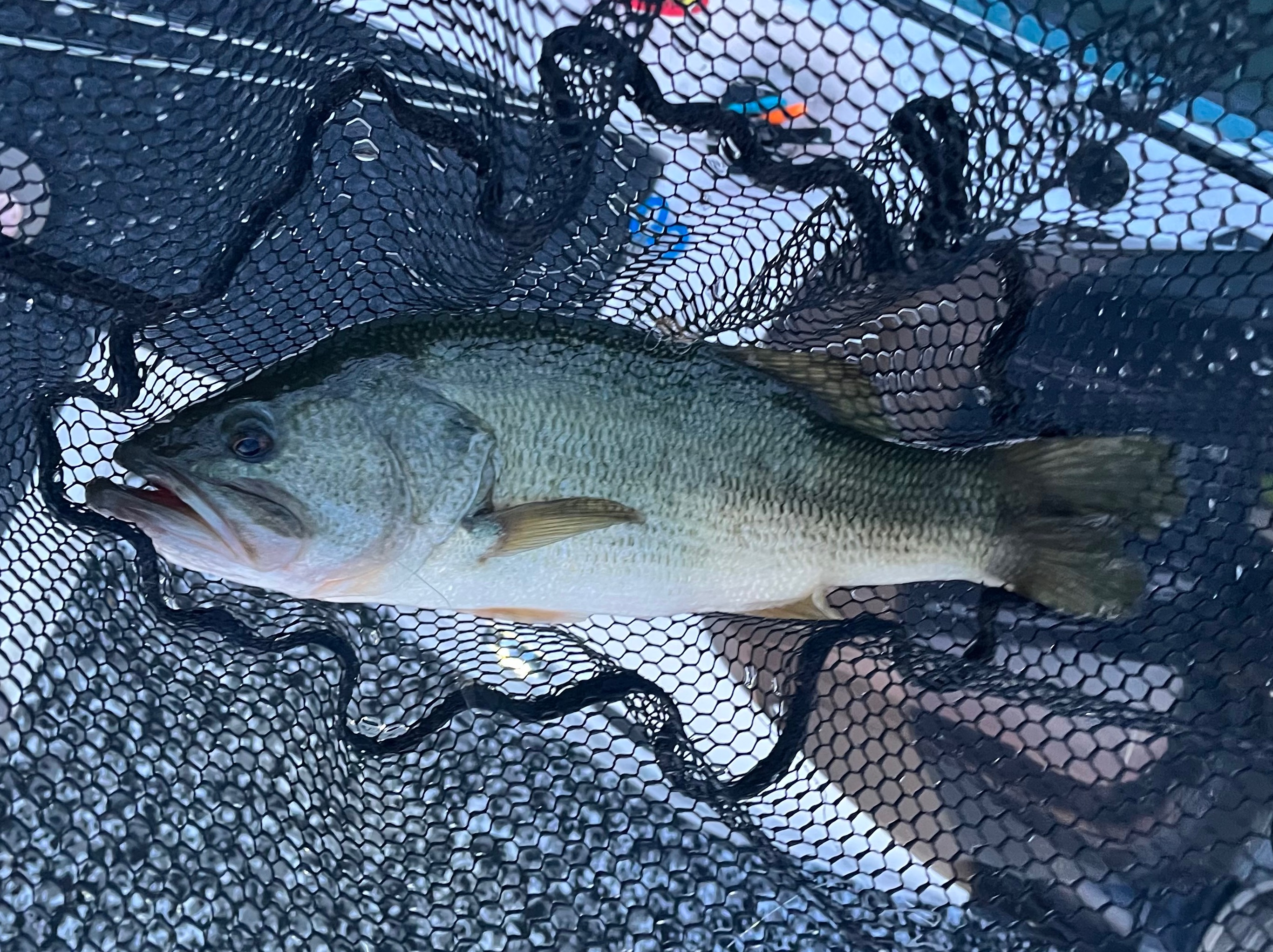 Aidan Harrington fishing report for Lake Hartwell in South Carolina