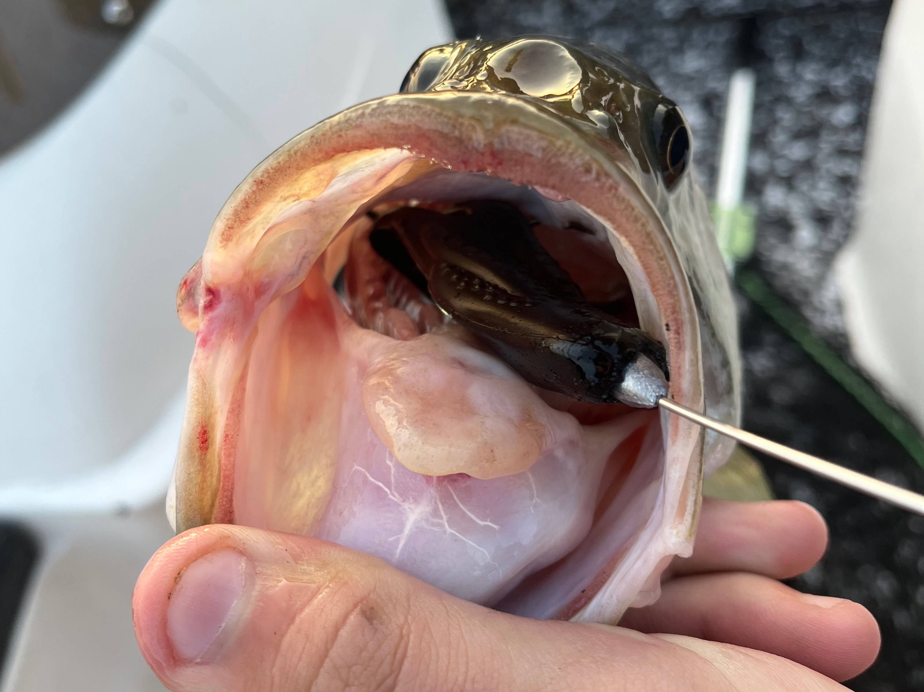 Aidan Harrington fishing report for Lake Hartwell in South Carolina