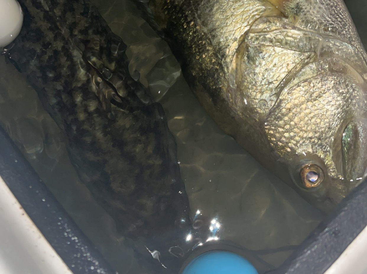 Aidan Harrington fishing report for Lake Lanier in Georgia