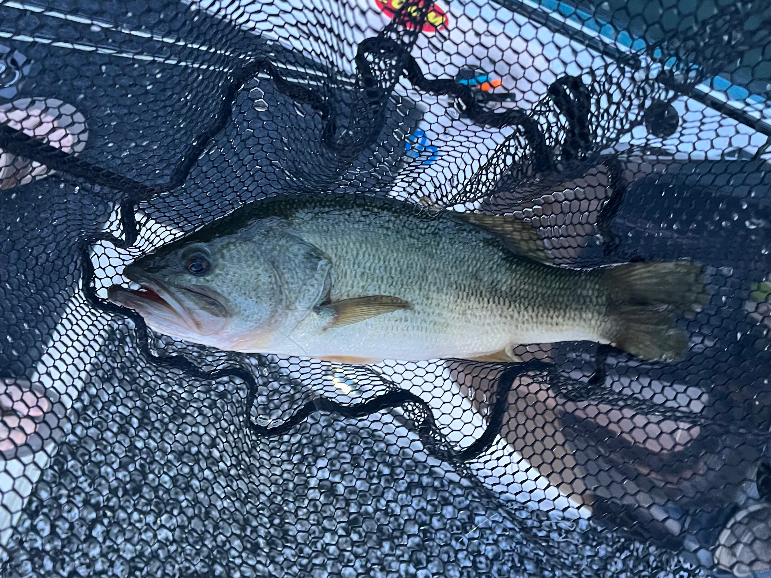Aidan Harrington fishing report for Lake Hartwell in South Carolina