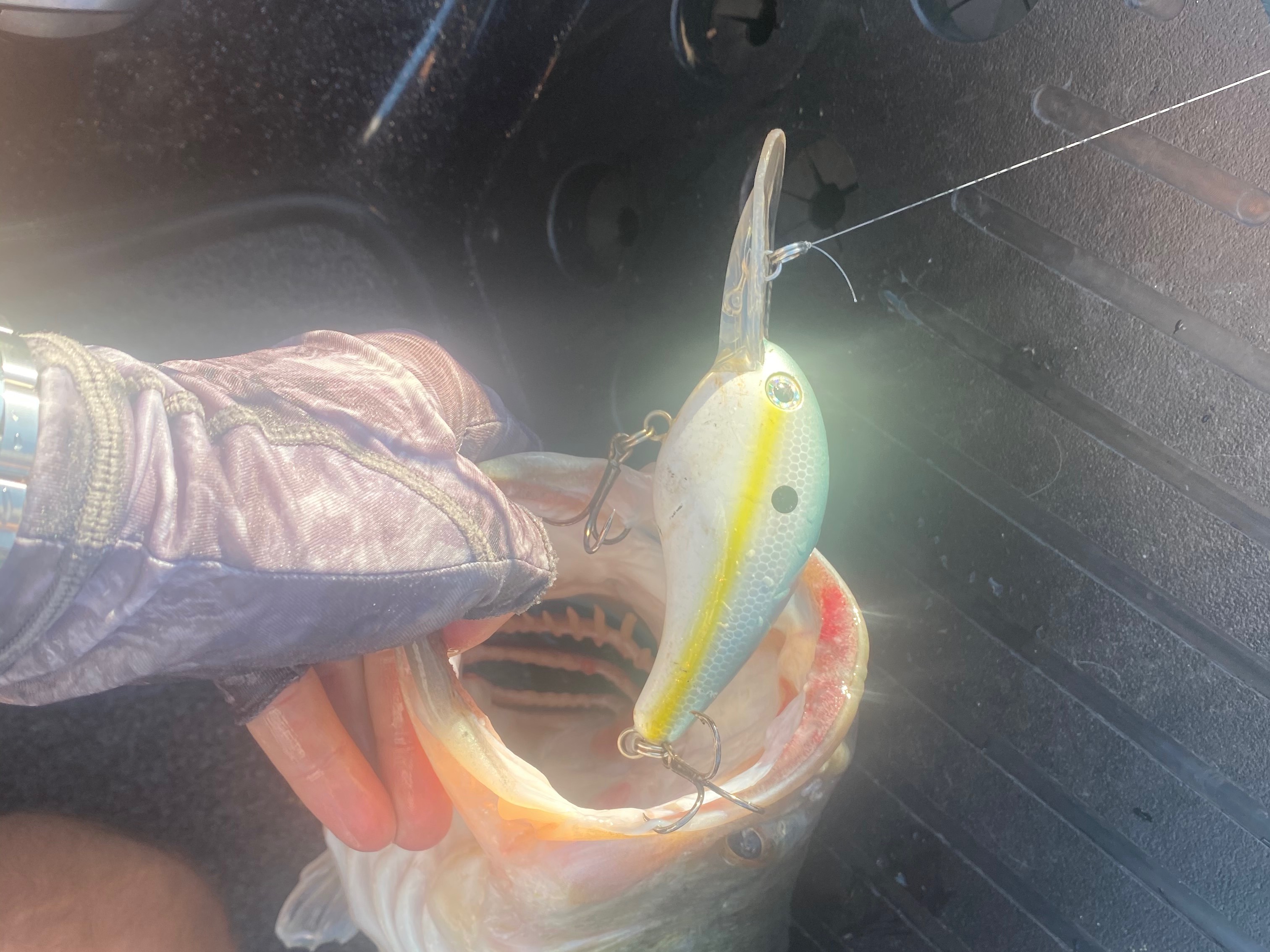Hunter Sales fishing report for Douglas Lake in Tennessee