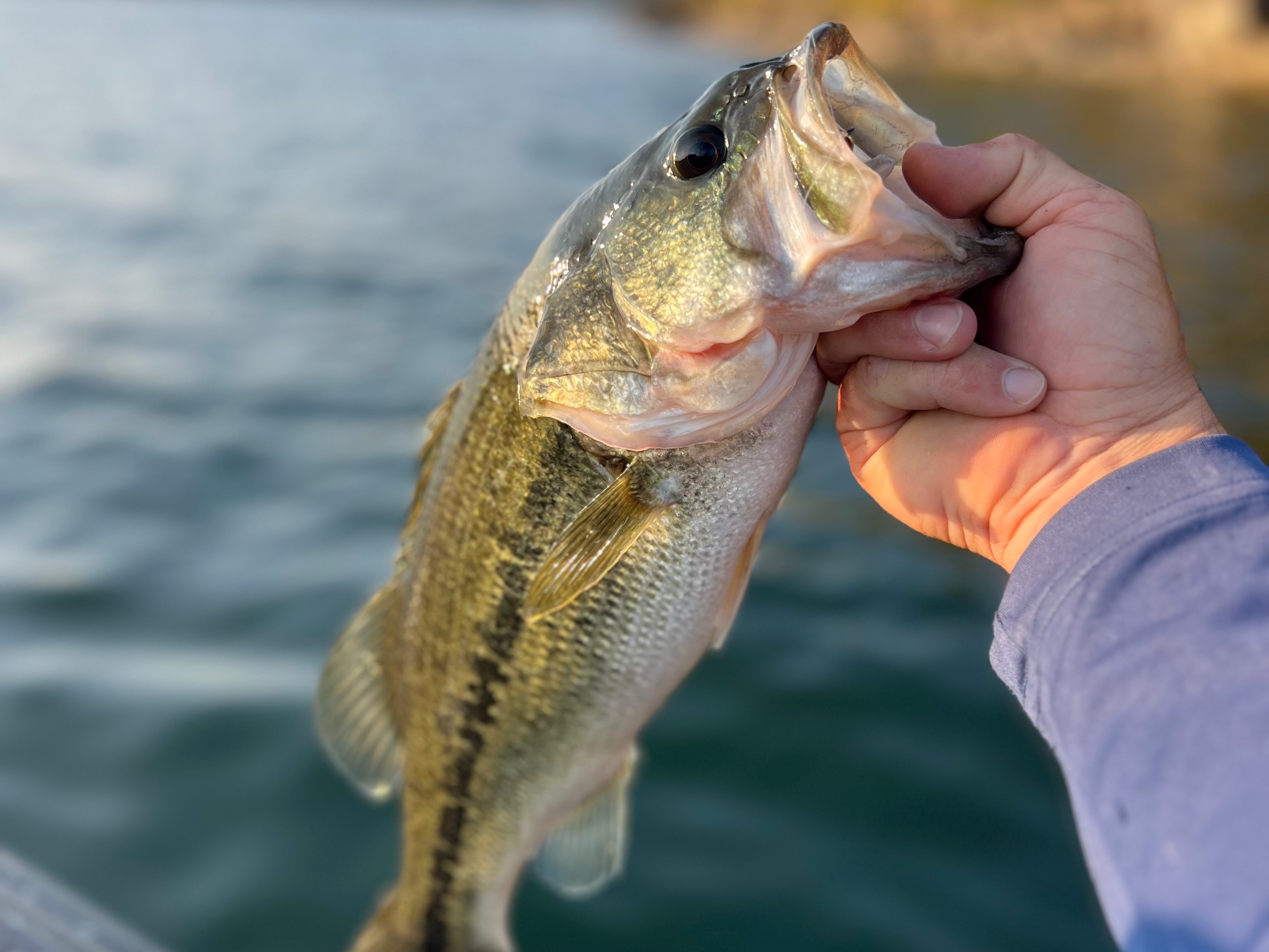 Josh Teply fishing report for Tenkiller Lake in Oklahoma