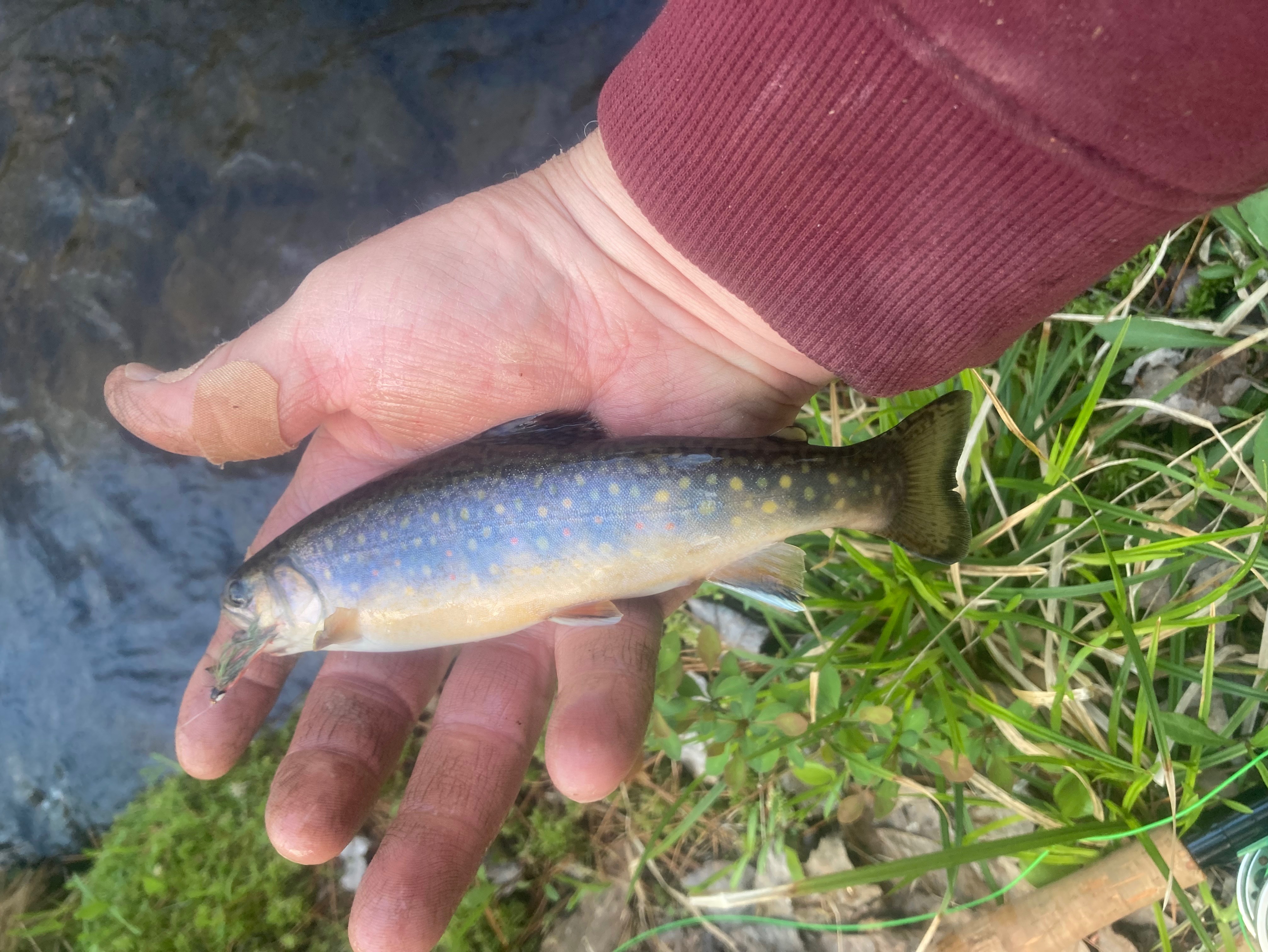 Edward Cowan fishing report for undefined in undefined