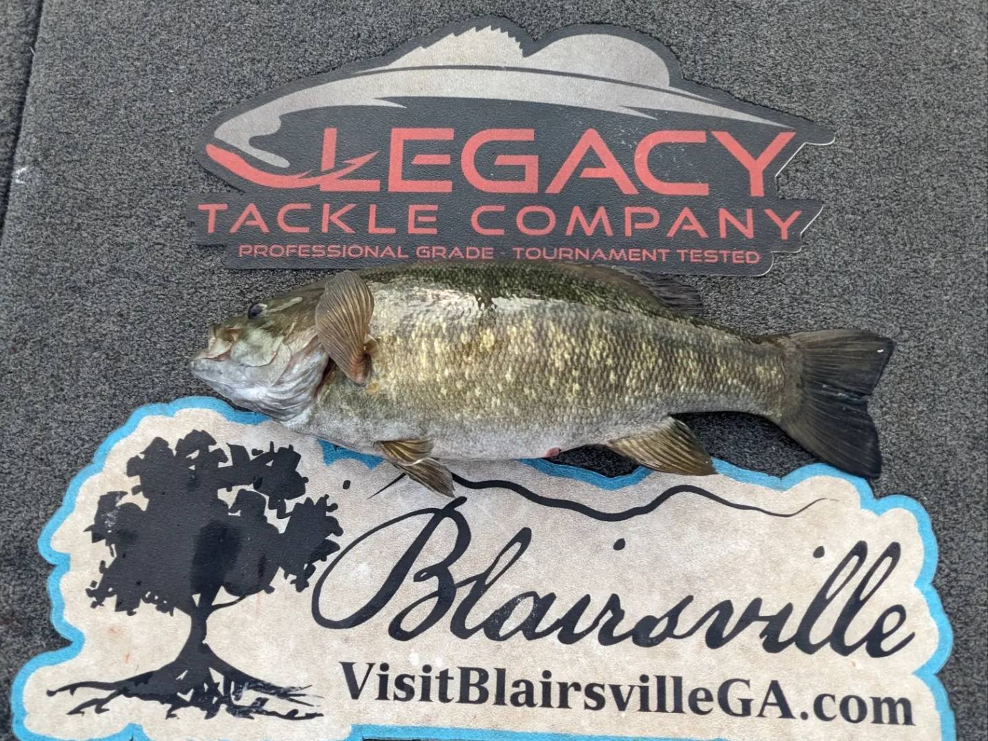 Will Harkins fishing report for Saginaw in Michigan