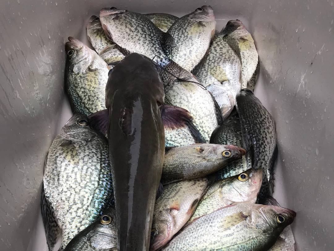 Will Harkins fishing report for Nottely Lake in Georgia