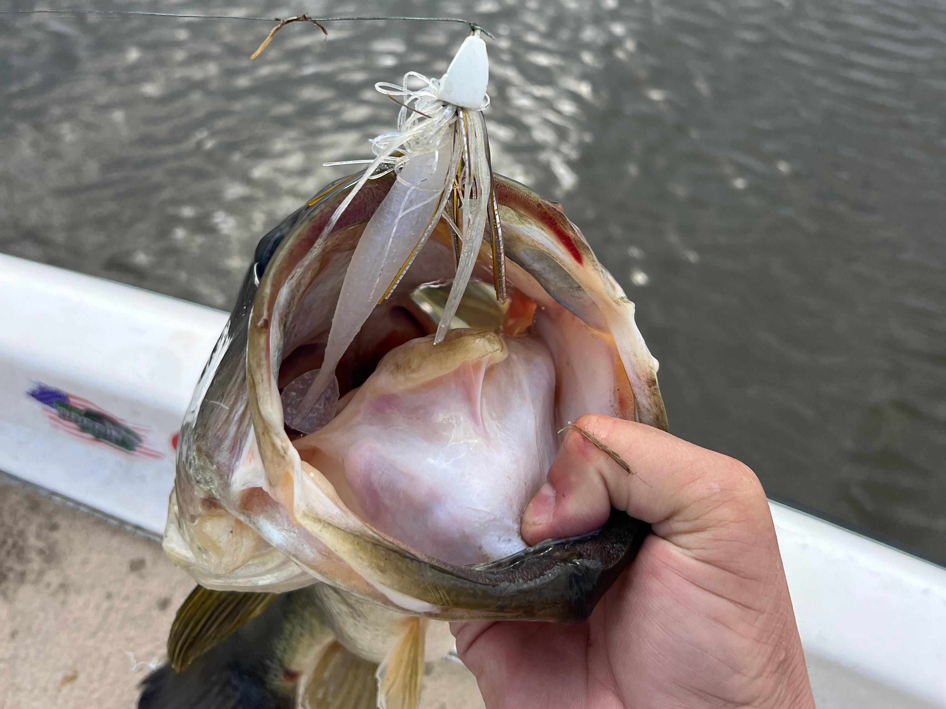 Ryan Higgins fishing report for Lake Seminole in Georgia