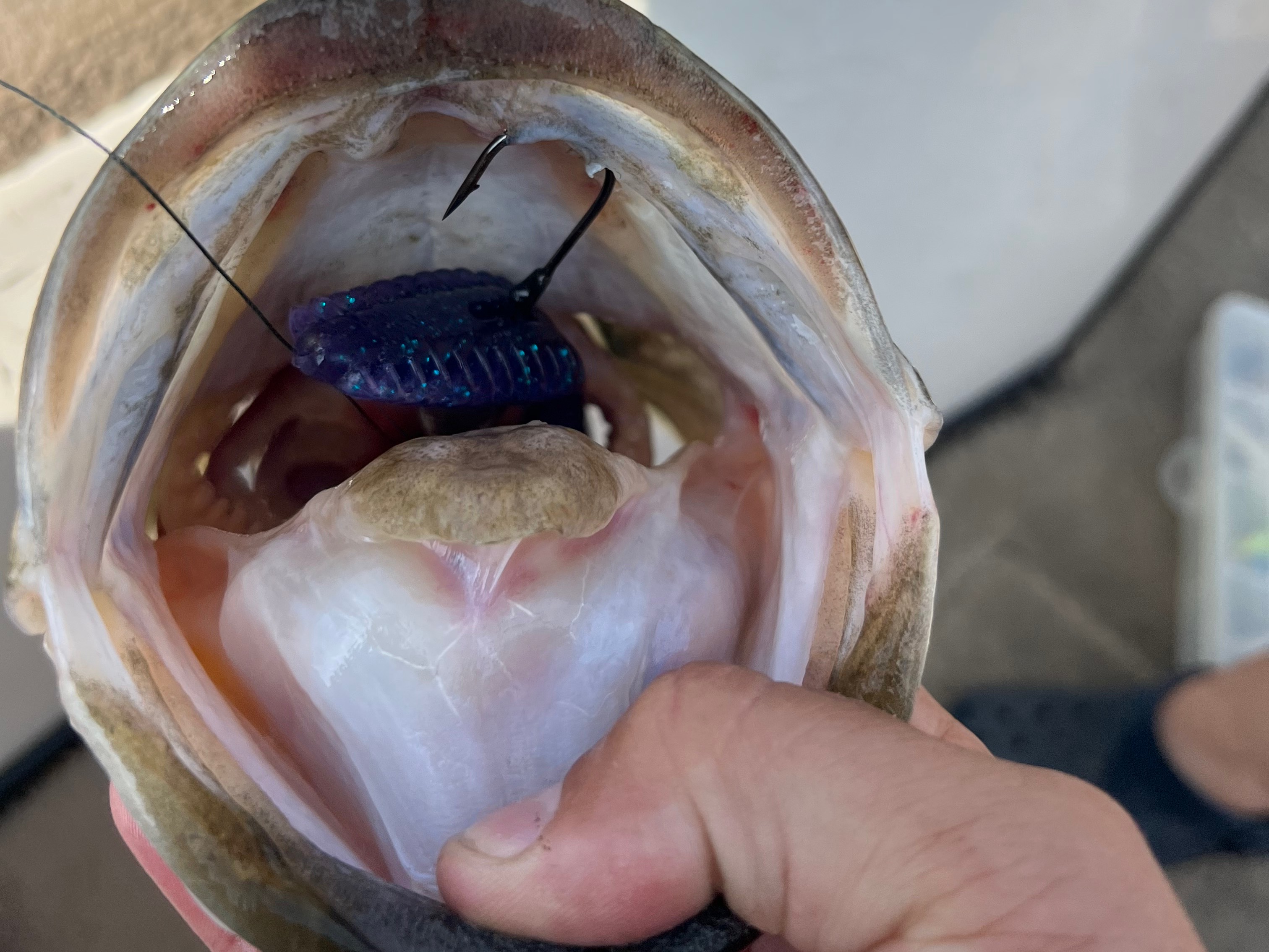 Ryan Higgins fishing report for Lake Seminole in Georgia