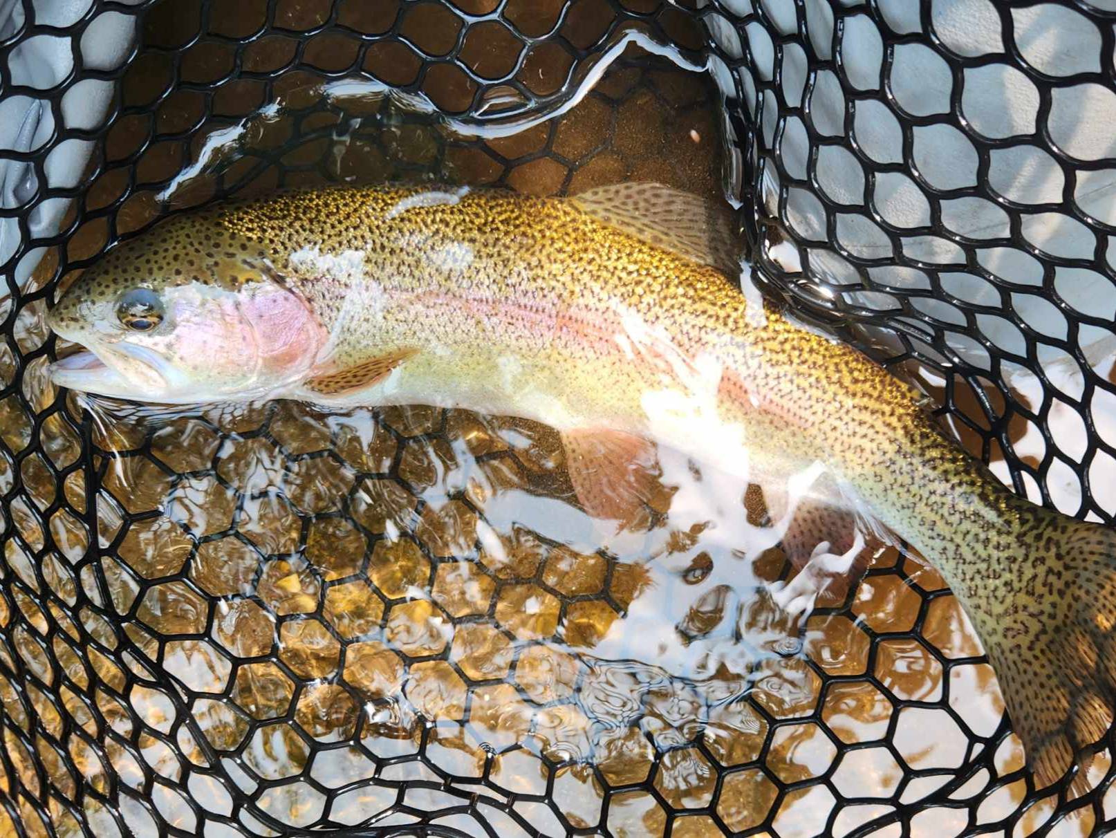 Trevor Alexander fishing report for undefined in undefined