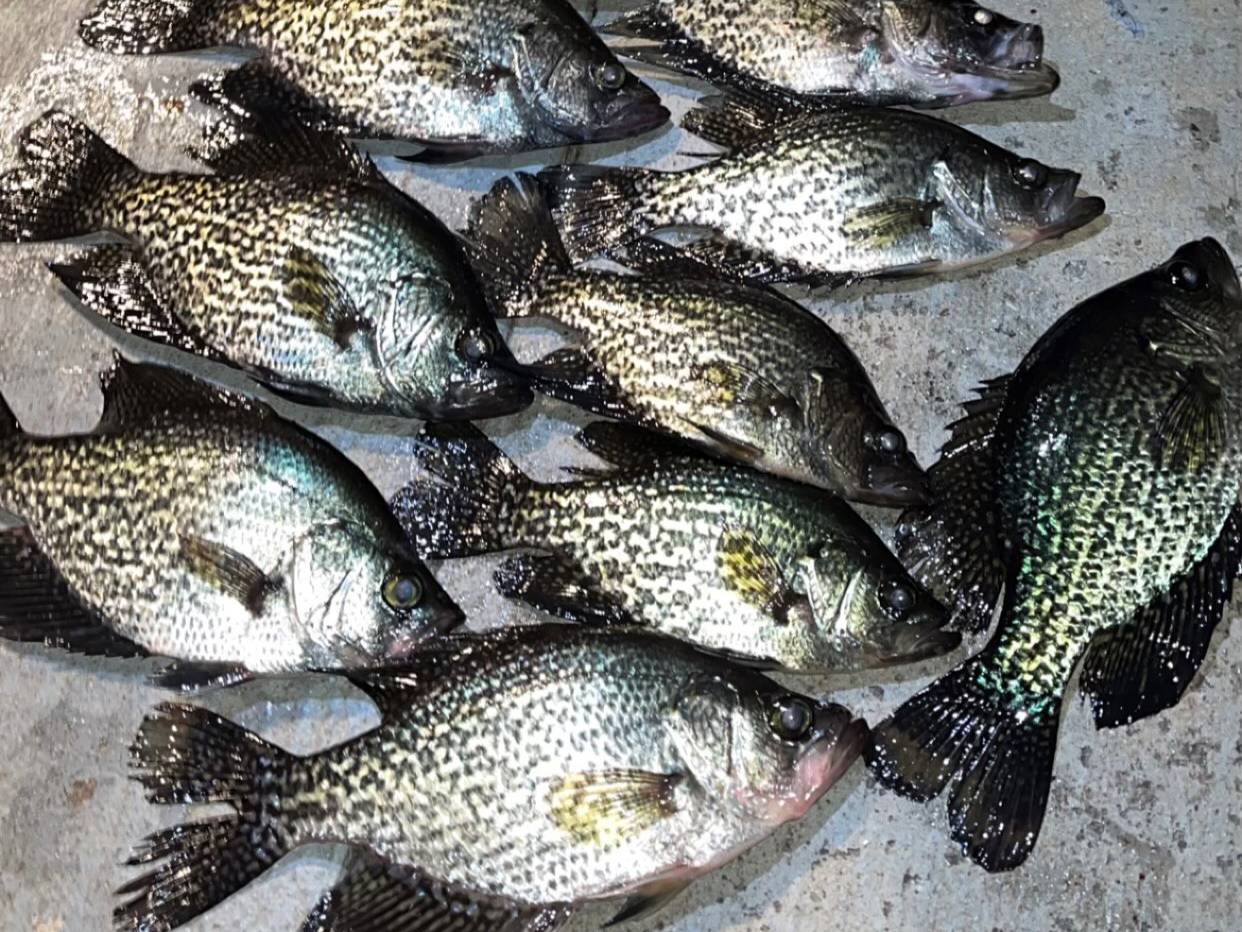 Kristopher Queen fishing report for Cypress Lake in Florida